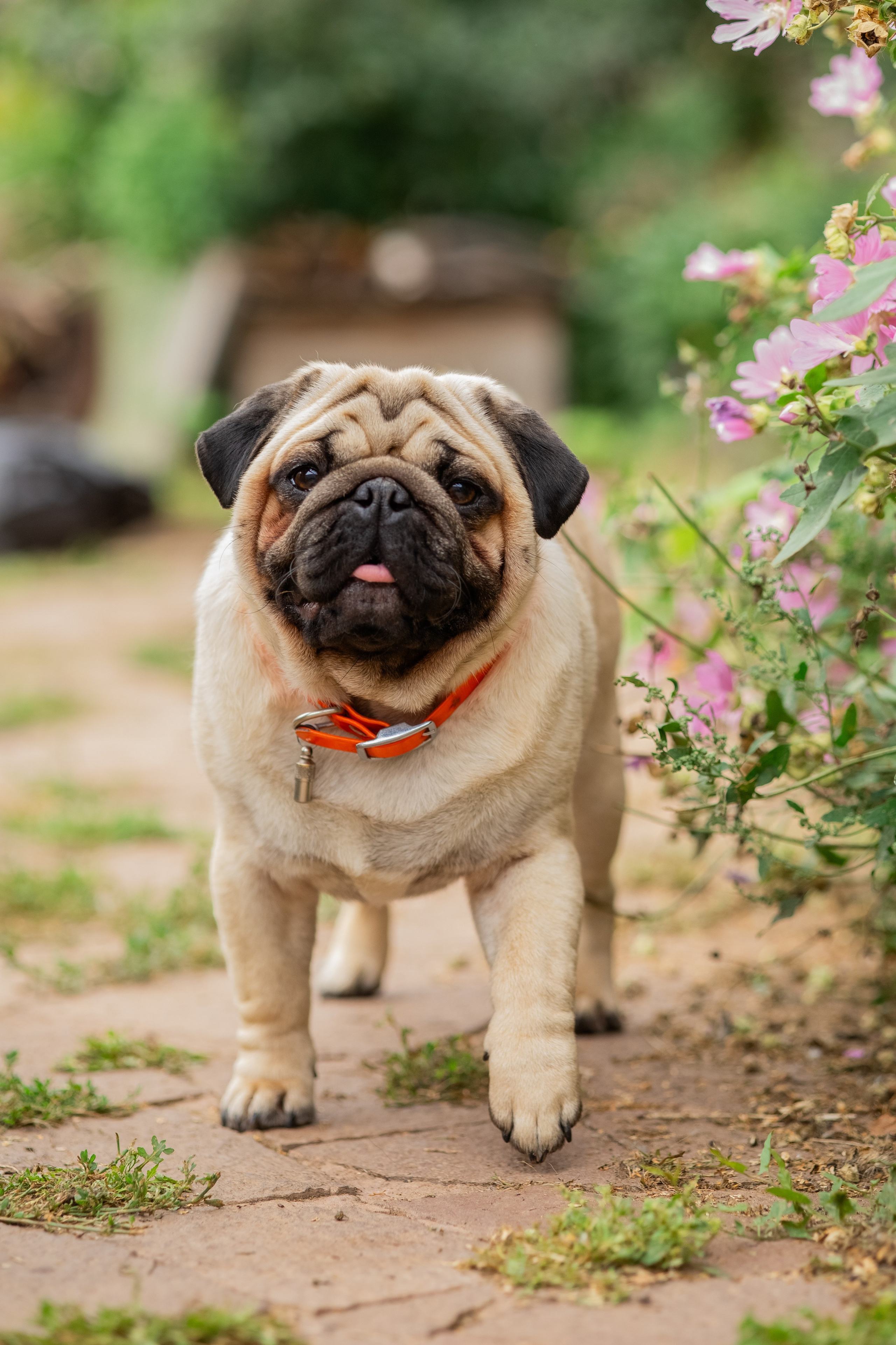 Сёма и Жужа. Август. Фотограф Яна Матвеева в Ижевске