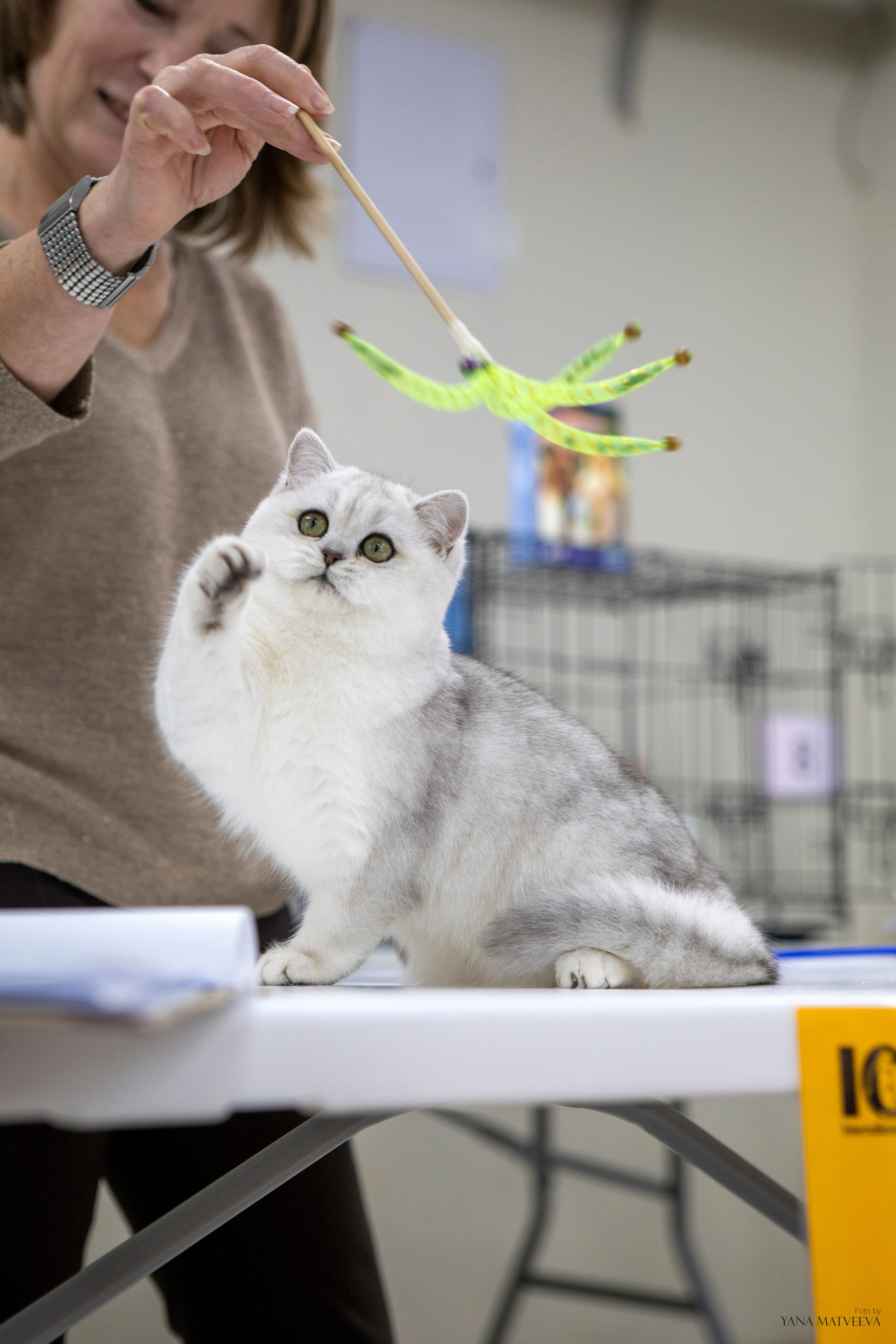 Кошки. Фотограф Яна Матвеева в Ижевске