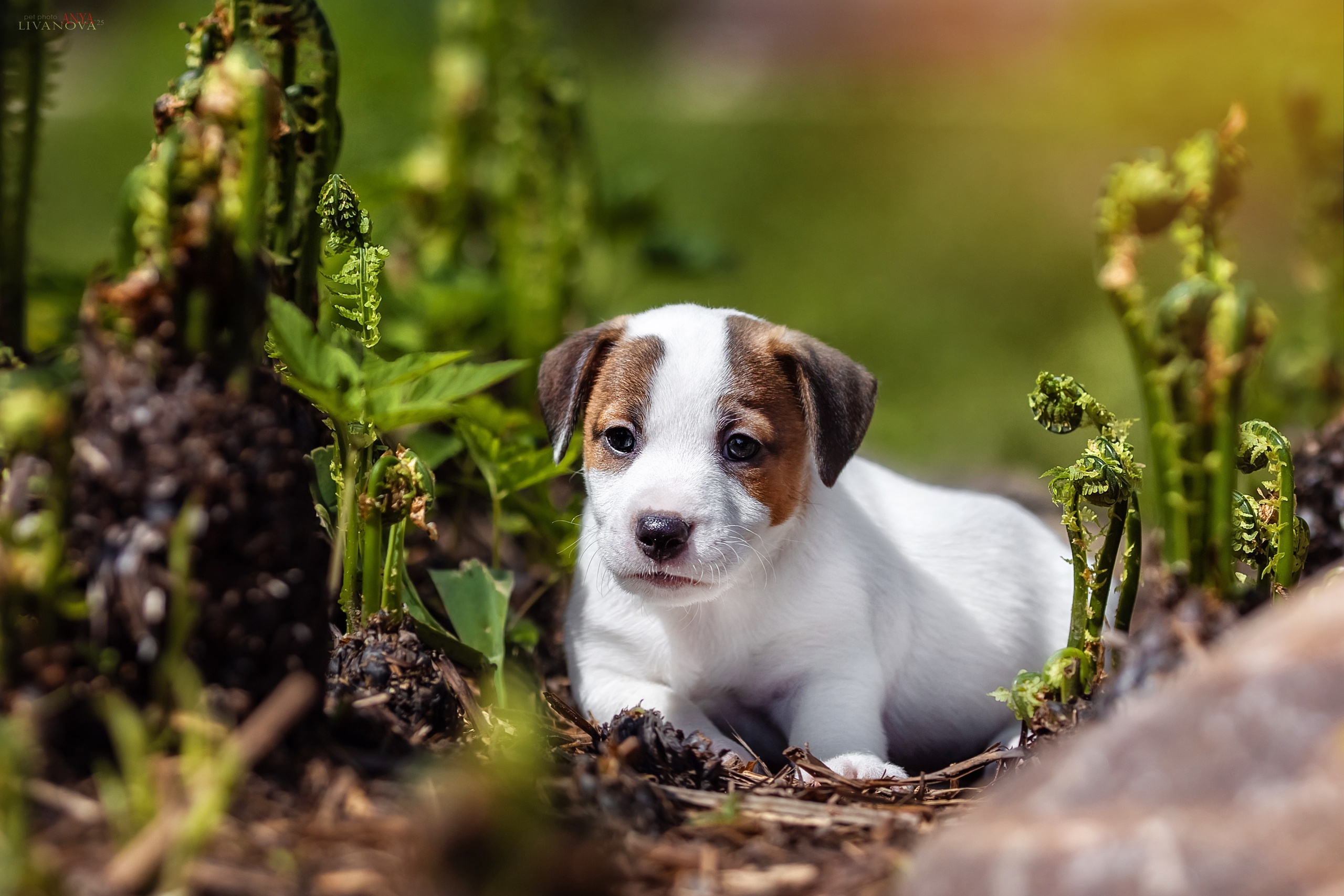 ДРТ. Фотограф анималист Аня Ливанова | Рыбинск