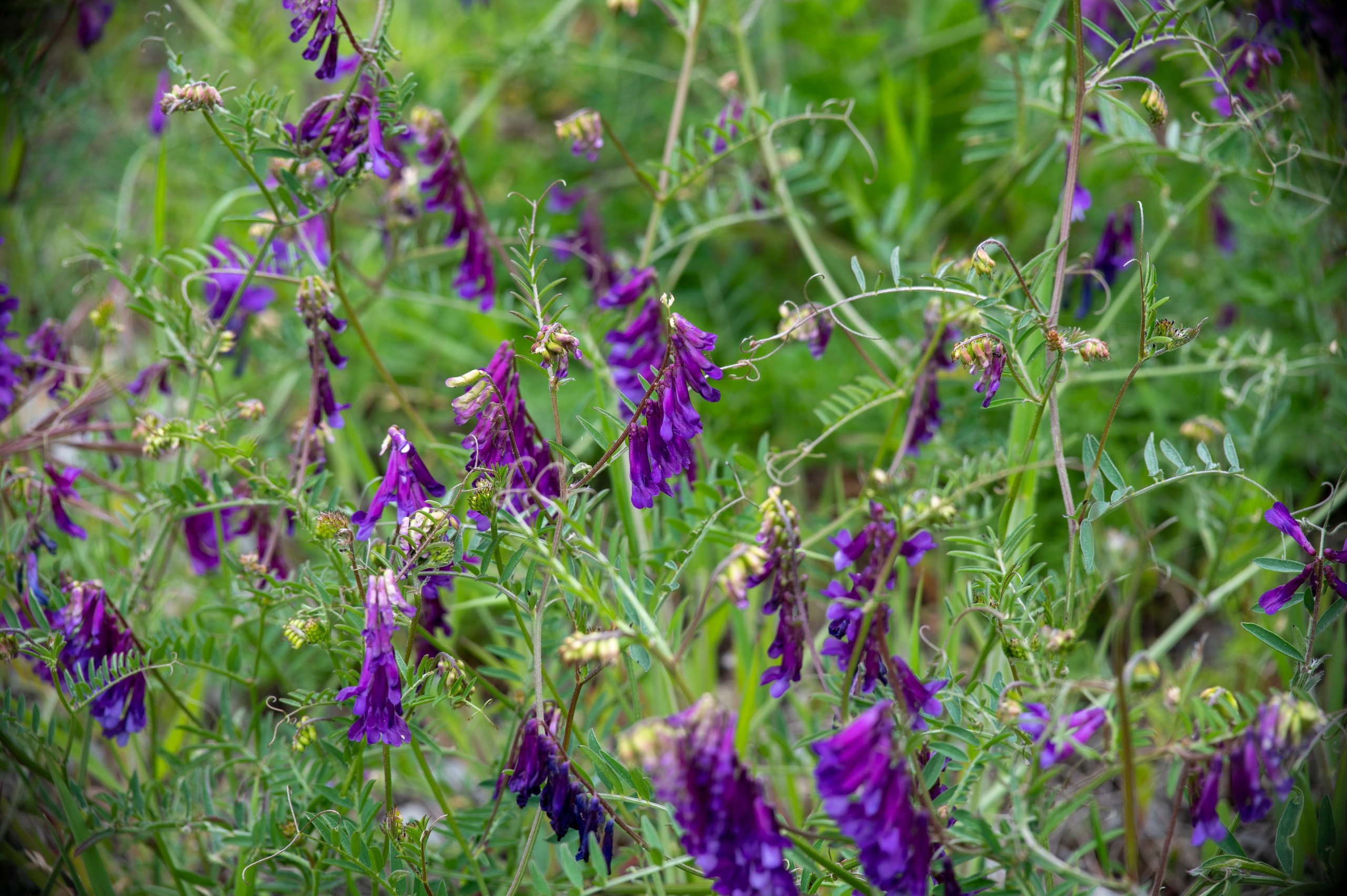 Крым май 2022. Фотограф Роман Адлер