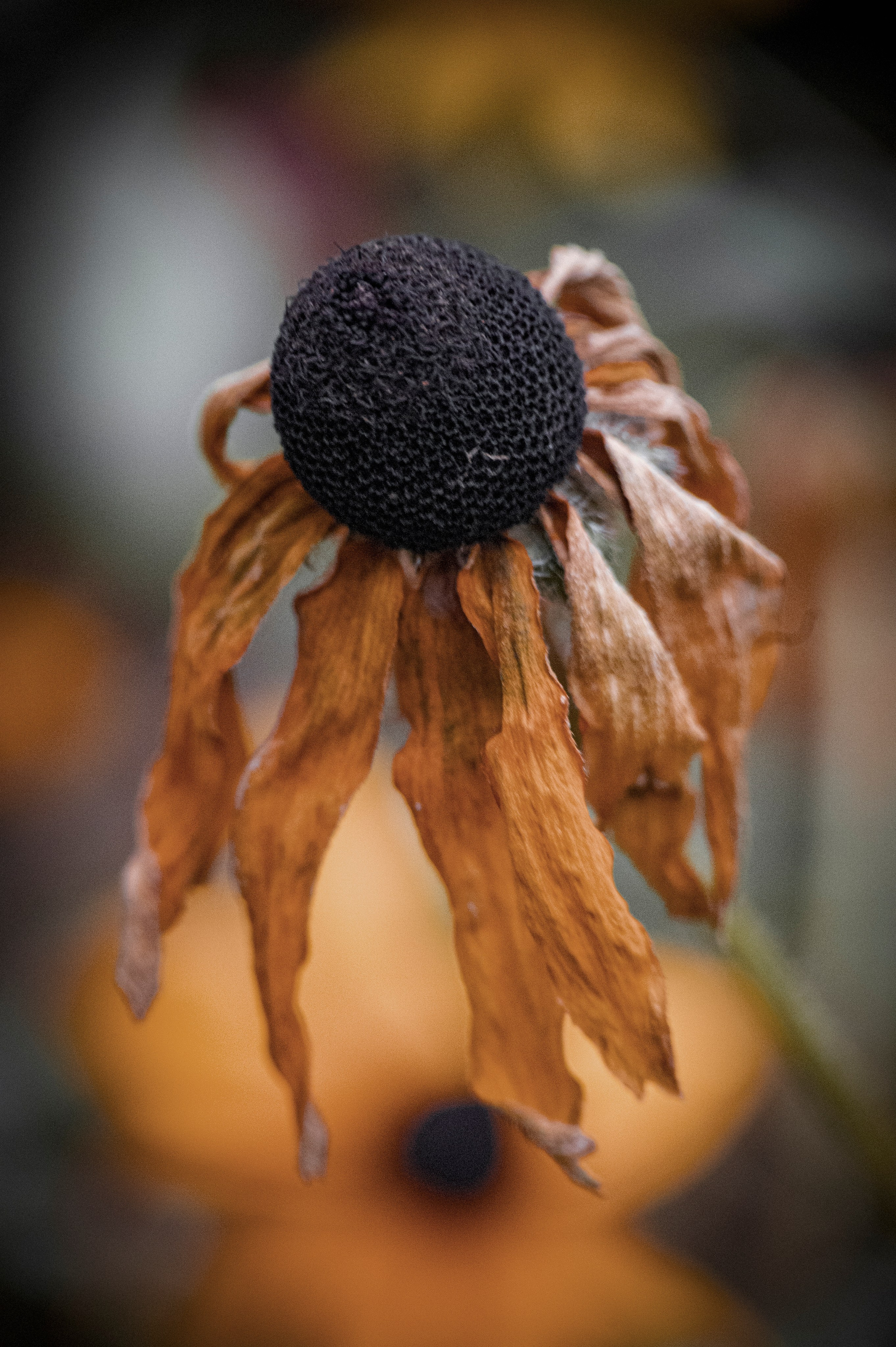 Осенние цветы. Фотограф Роман Адлер