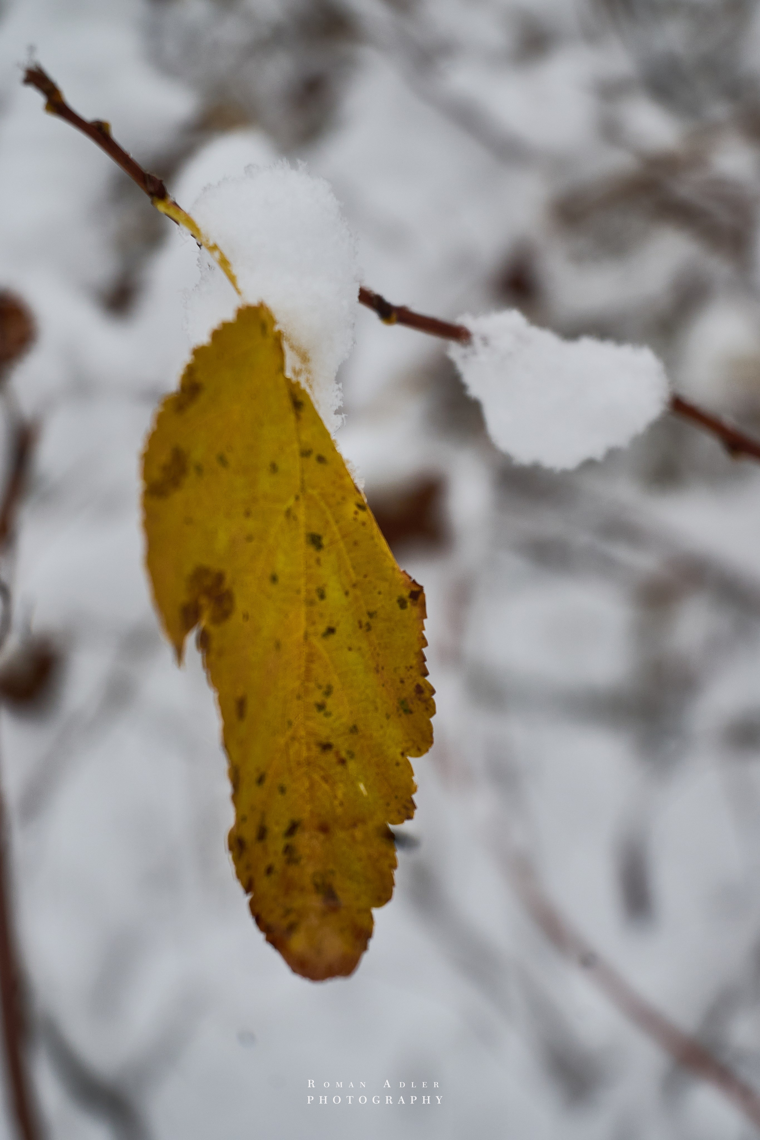 Первый снег. Снег на листьях. Фотографии первого снега. Блог Фотографа Романа Адлера