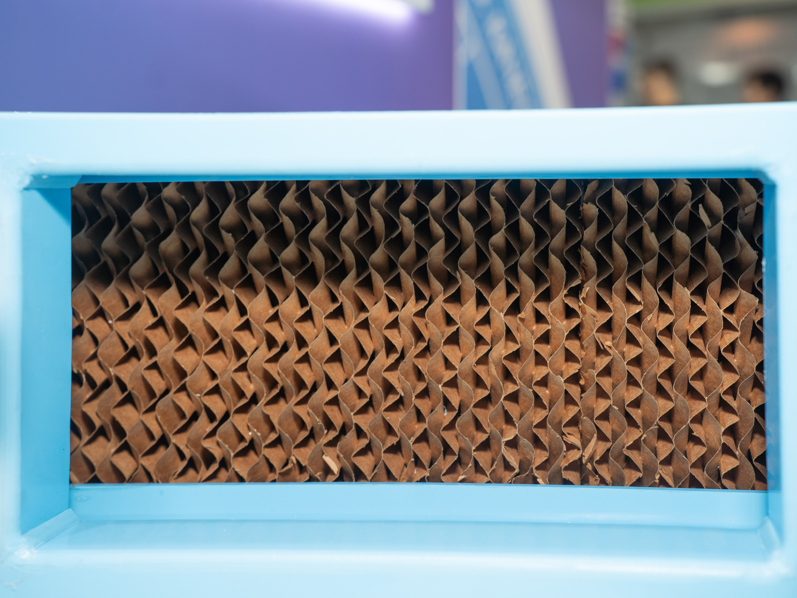 Крокус Вентиляция. Фотограф Зинаида Евдокимова