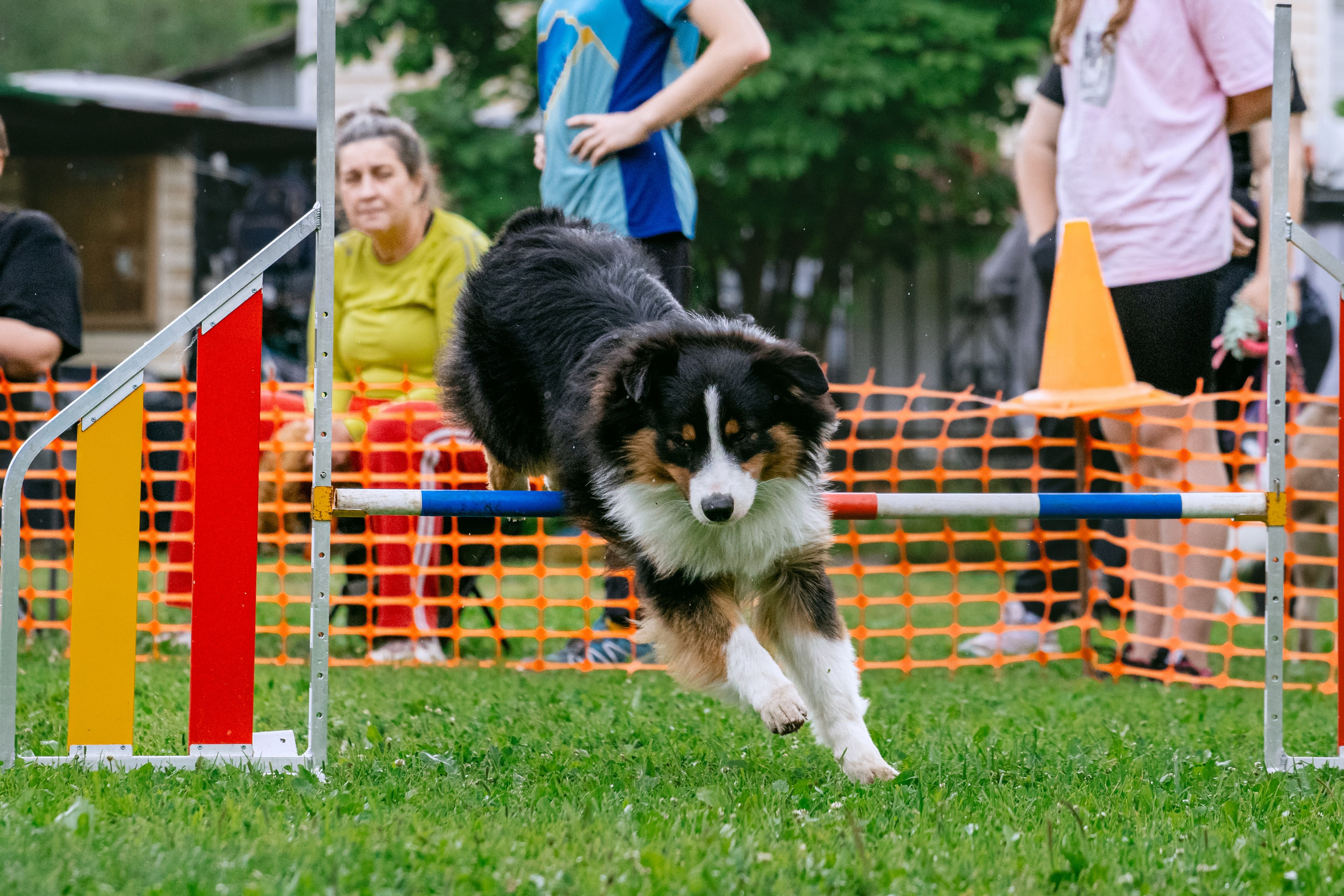 Соревнования по аджилити Долгопрудный 30.06.2025. Фотограф-анималист Татьяна Степанова