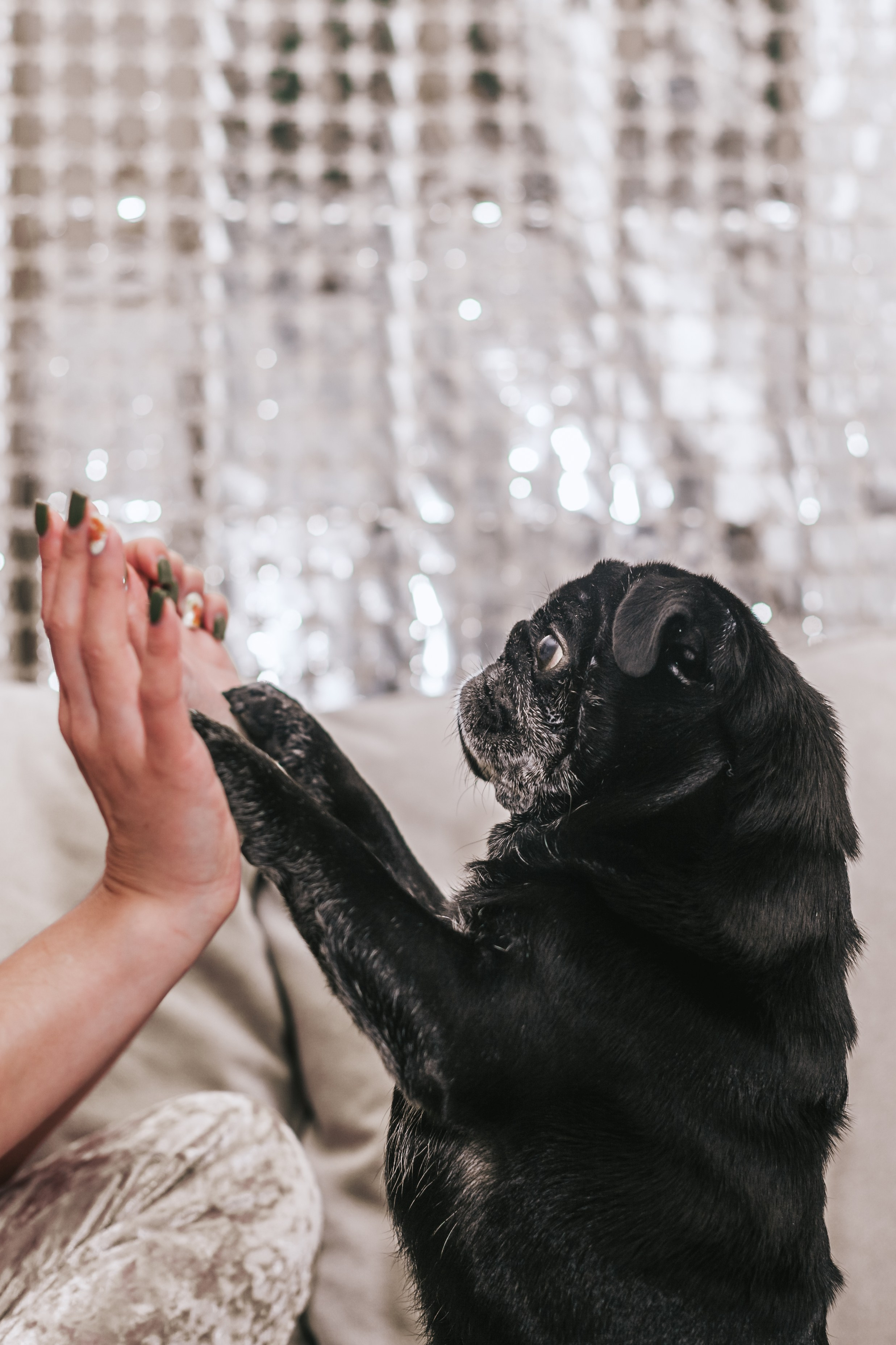 Домашняя фотосессия Оли и двух ее мопсов. Фотограф-анималист Татьяна Степанова
