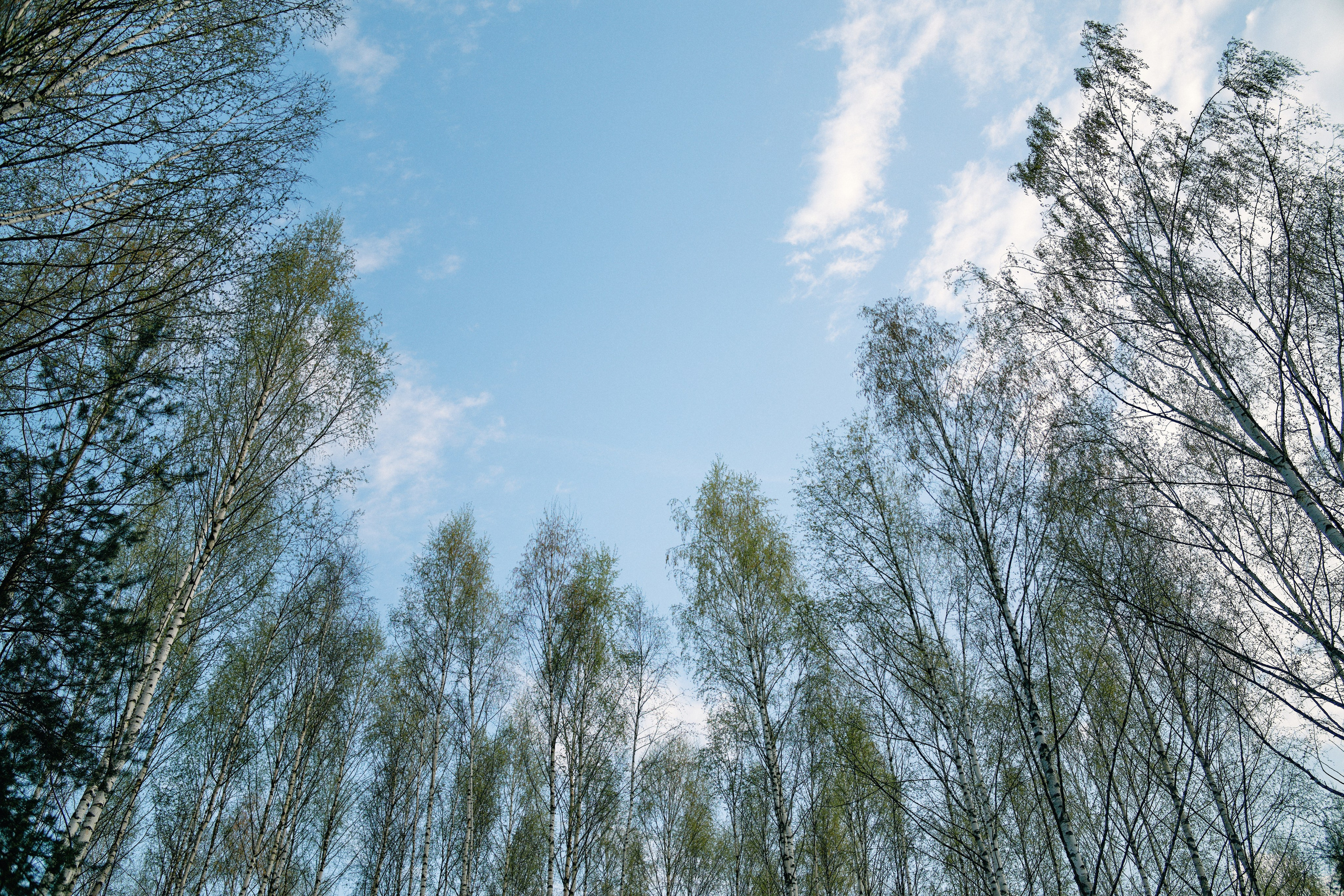 Бутик-отель Поле летом. Профессиональный Фотограф во Владимире, в Москве и в Суздале — Полина Романычева
