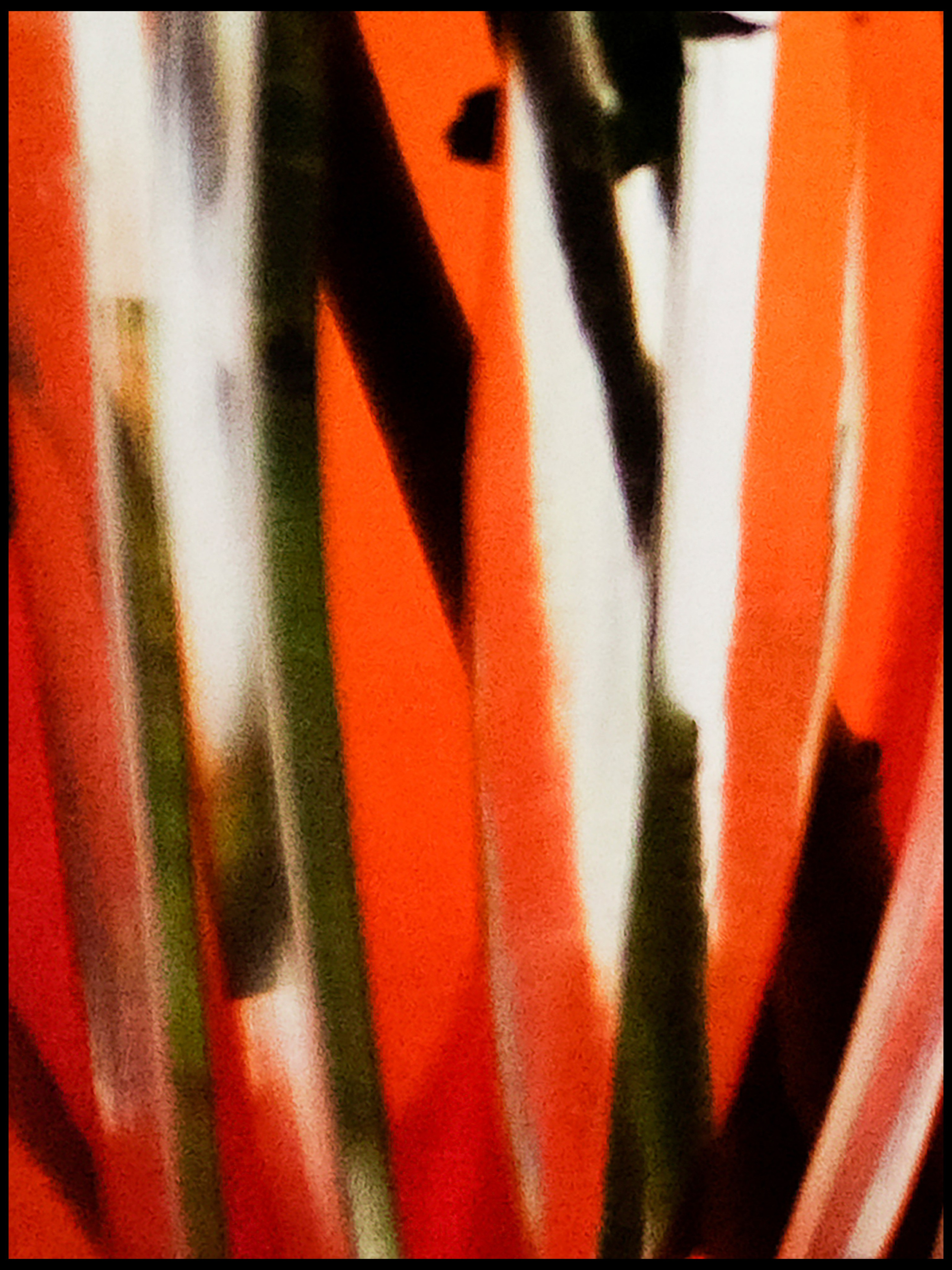 RODINA. Ivan Petrov photographer