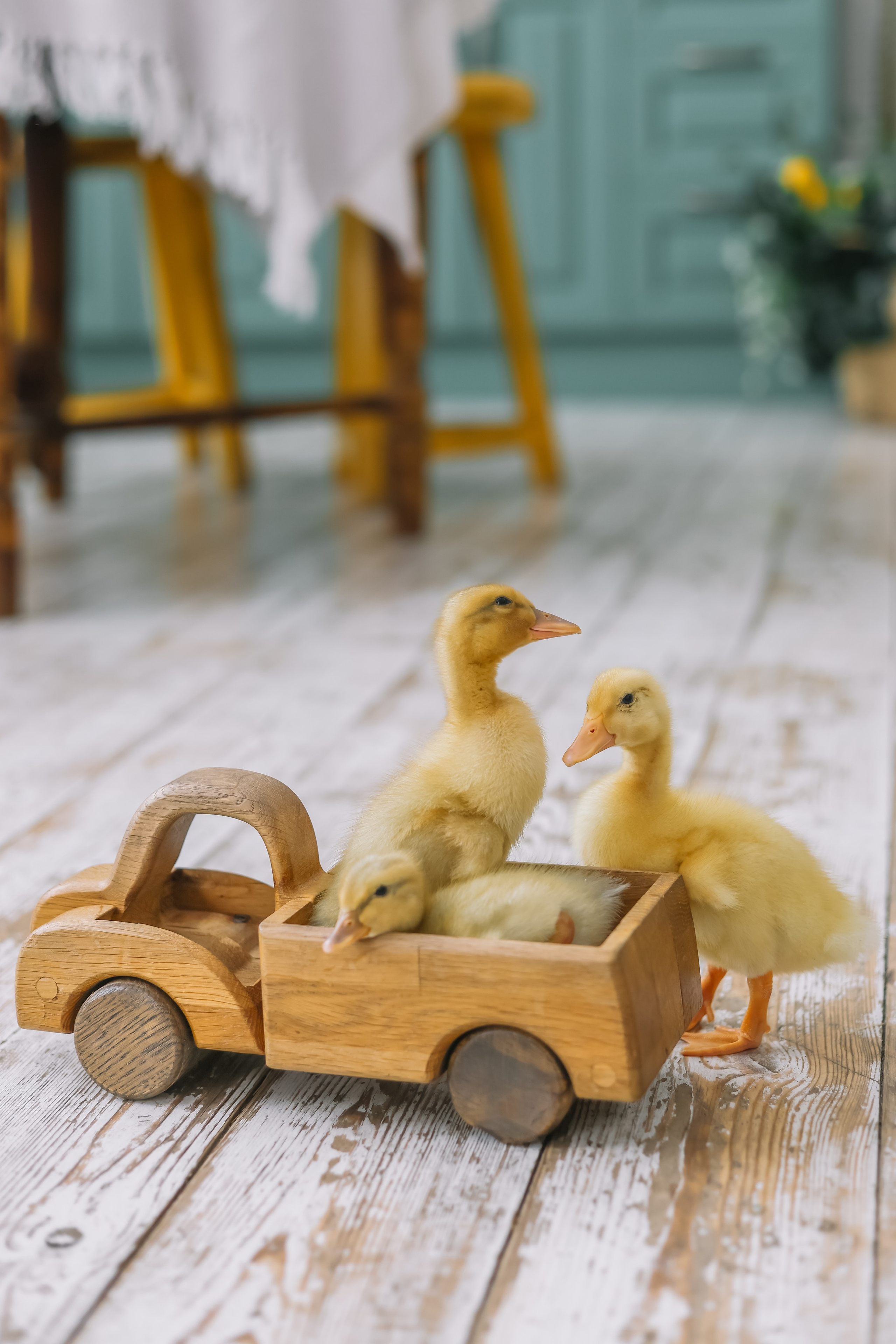 Утята. Фотограф и видеограф Анна Домашенко