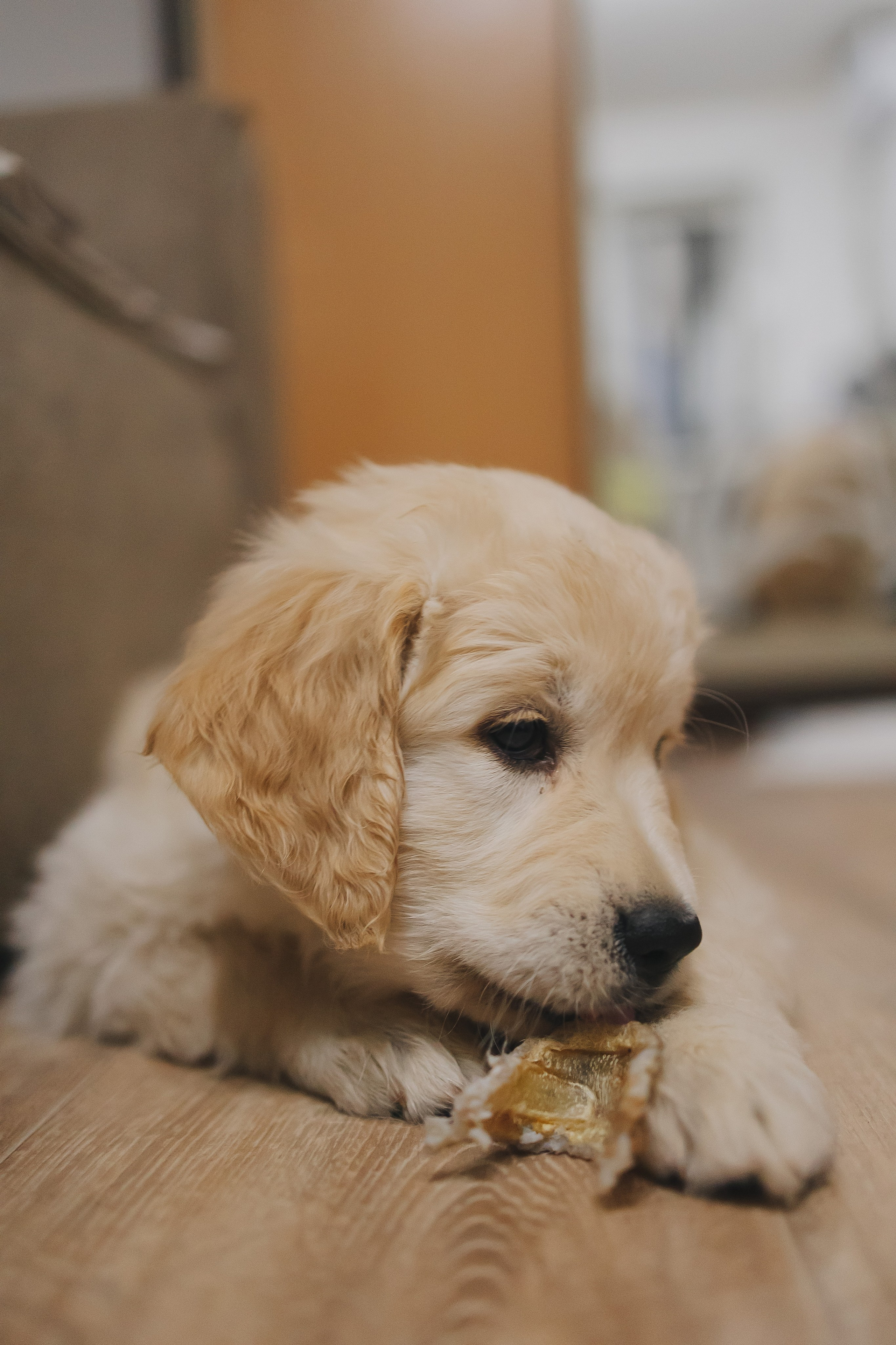 Снежик и Веста, НГ. Свадебный и женский фотограф