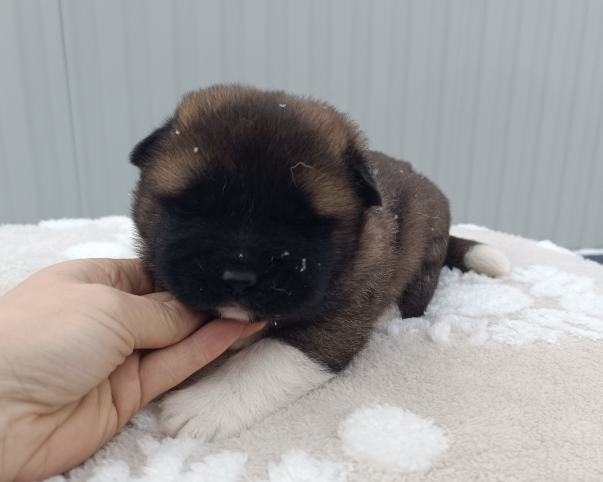 Американская акита  щенки питомник Санкт-Петербург клубные щенки Американская акита питомник RUBYLIGHT Рубилайт купить щенка американской акиты