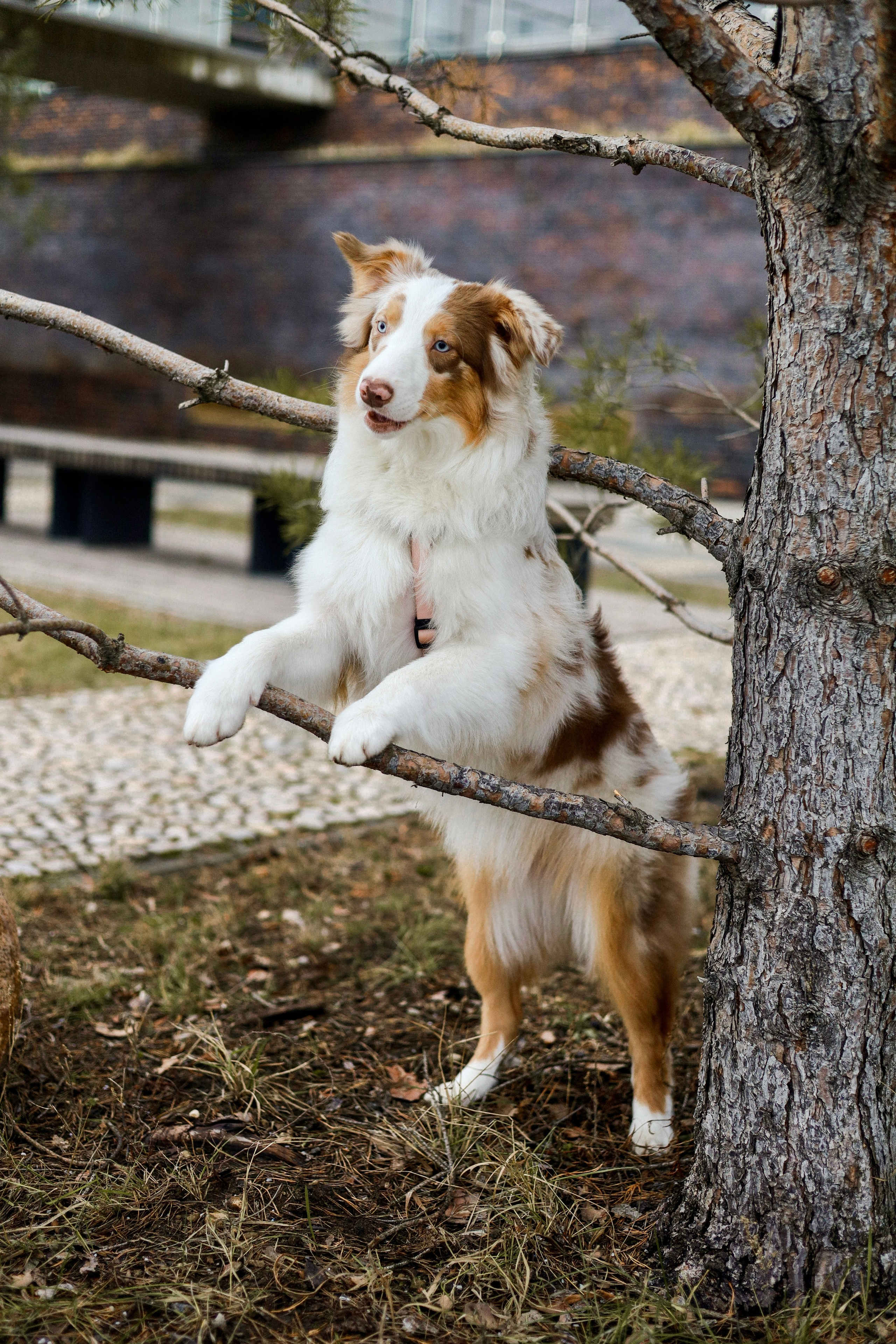 Бри и Яна. Фотограф-анималист Ксения Шевцова|Москва
