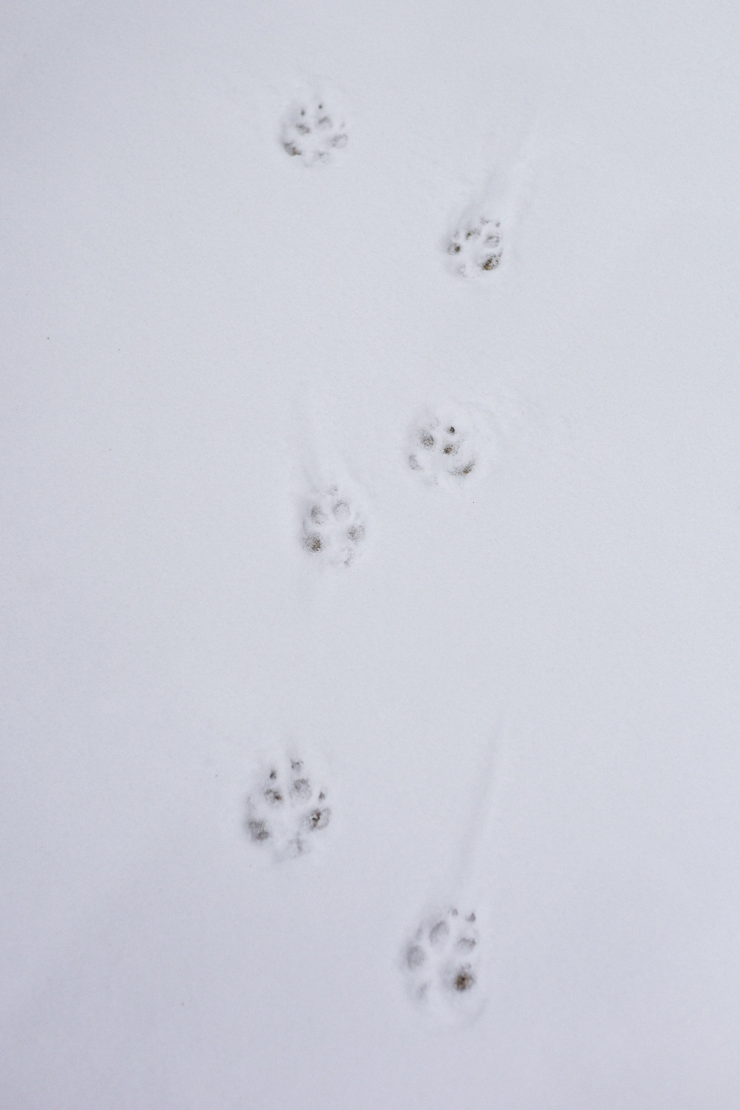 Мила, Лиза и Матвей. Фотограф-анималист Ксения Шевцова|Москва