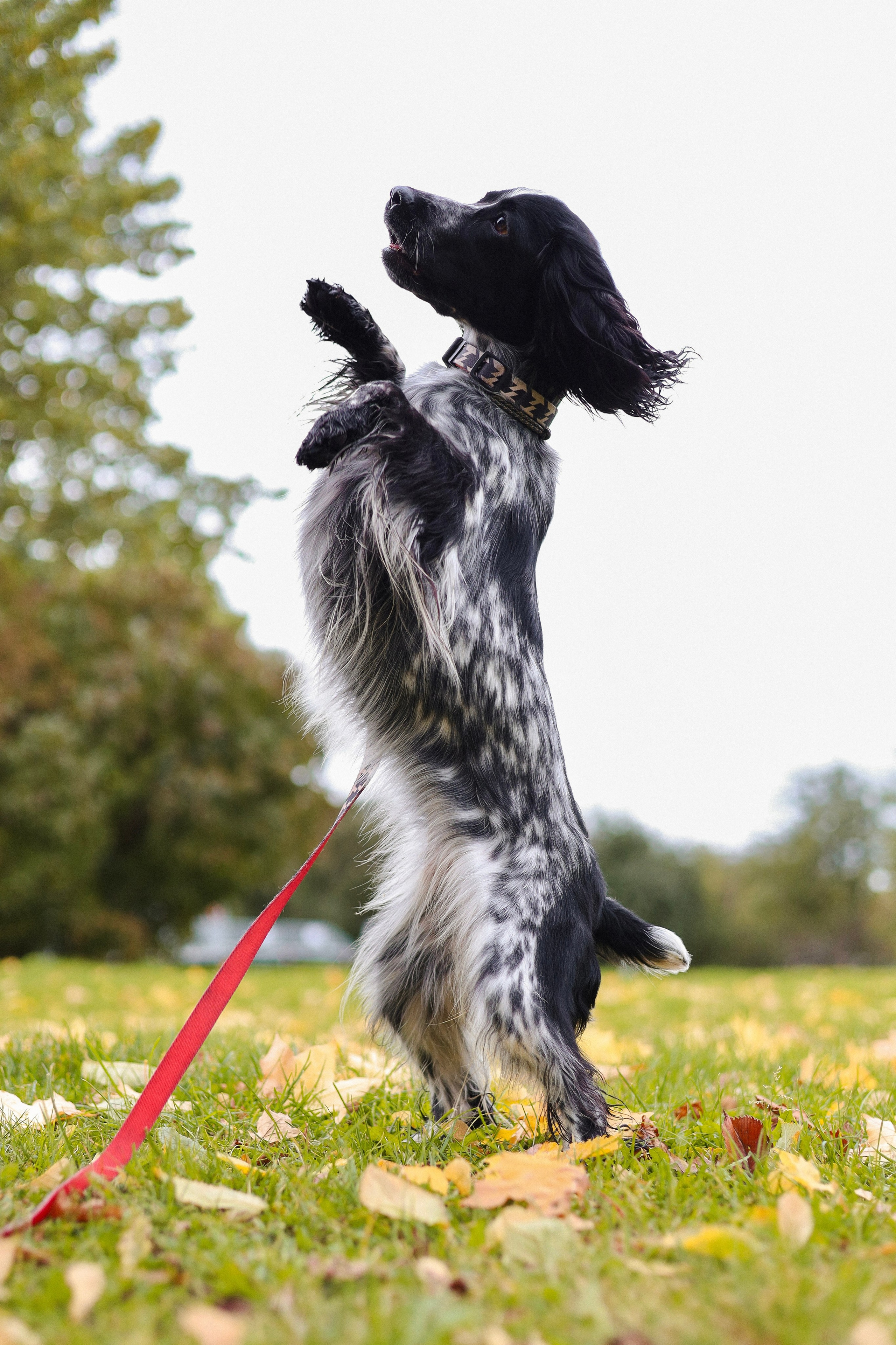 Милка, Вероника и Тимофей. Фотограф-анималист Ксения Шевцова|Москва