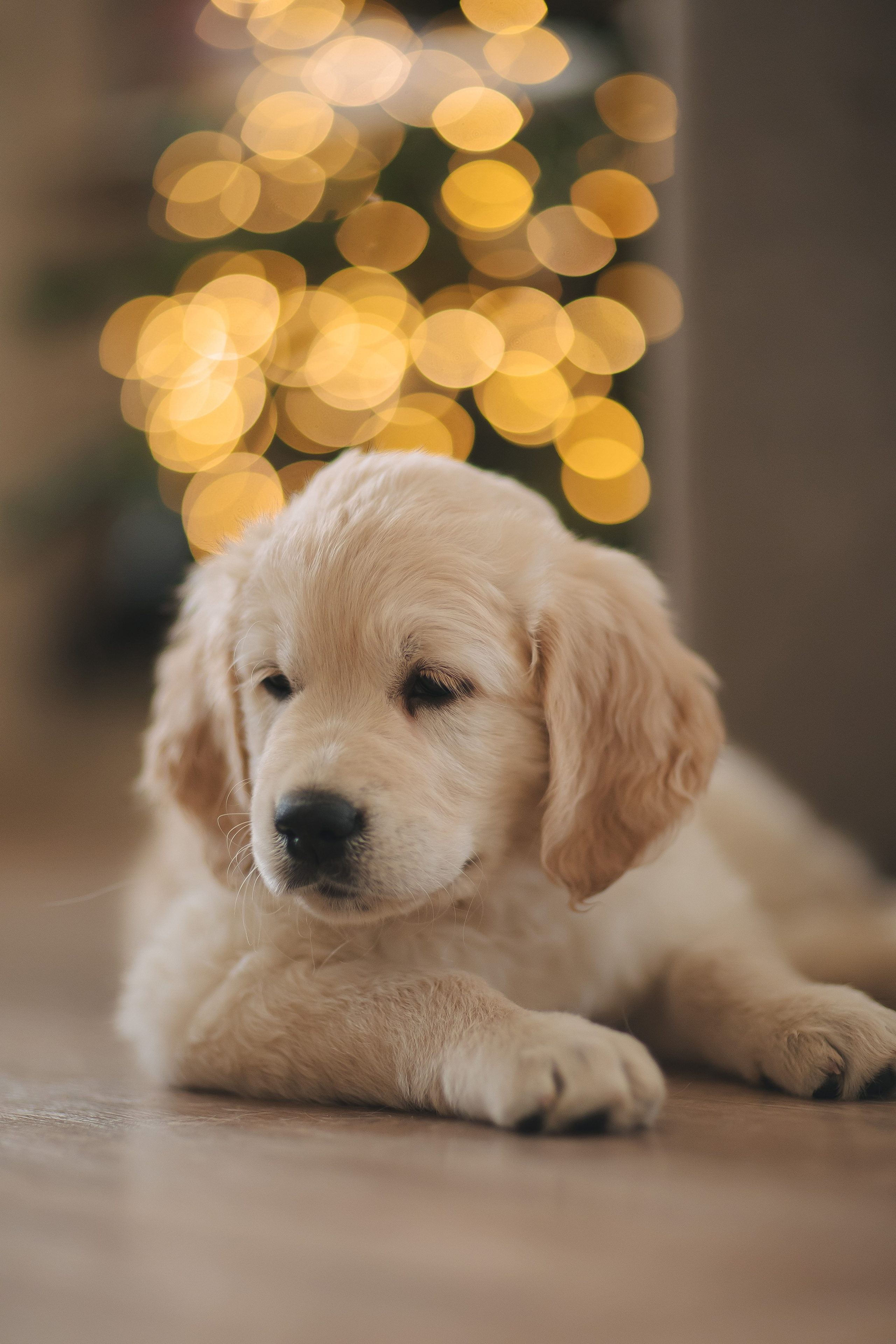 Снежик и Веста, НГ. Свадебный и женский фотограф