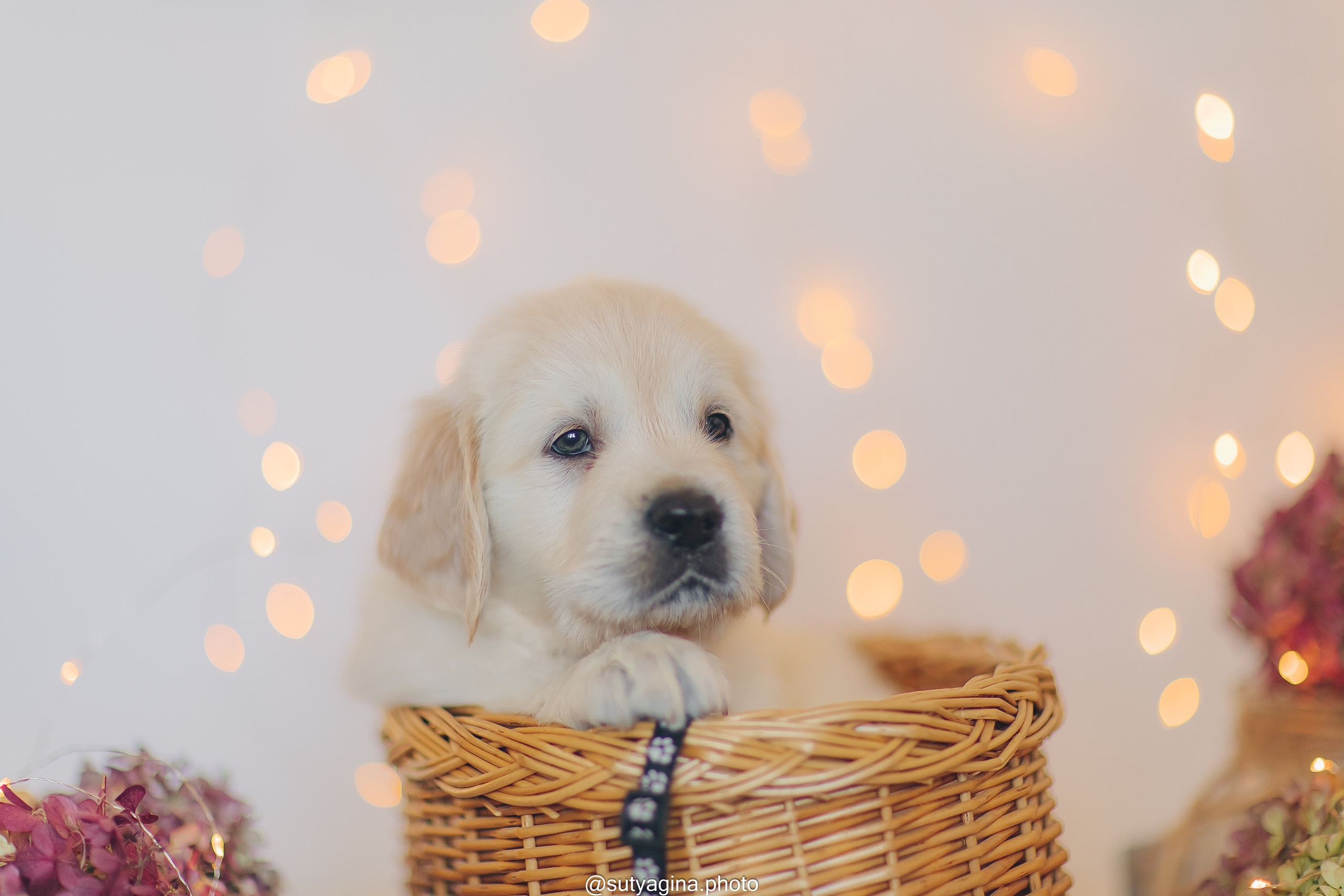 Черная лента. Свадебный и женский фотограф
