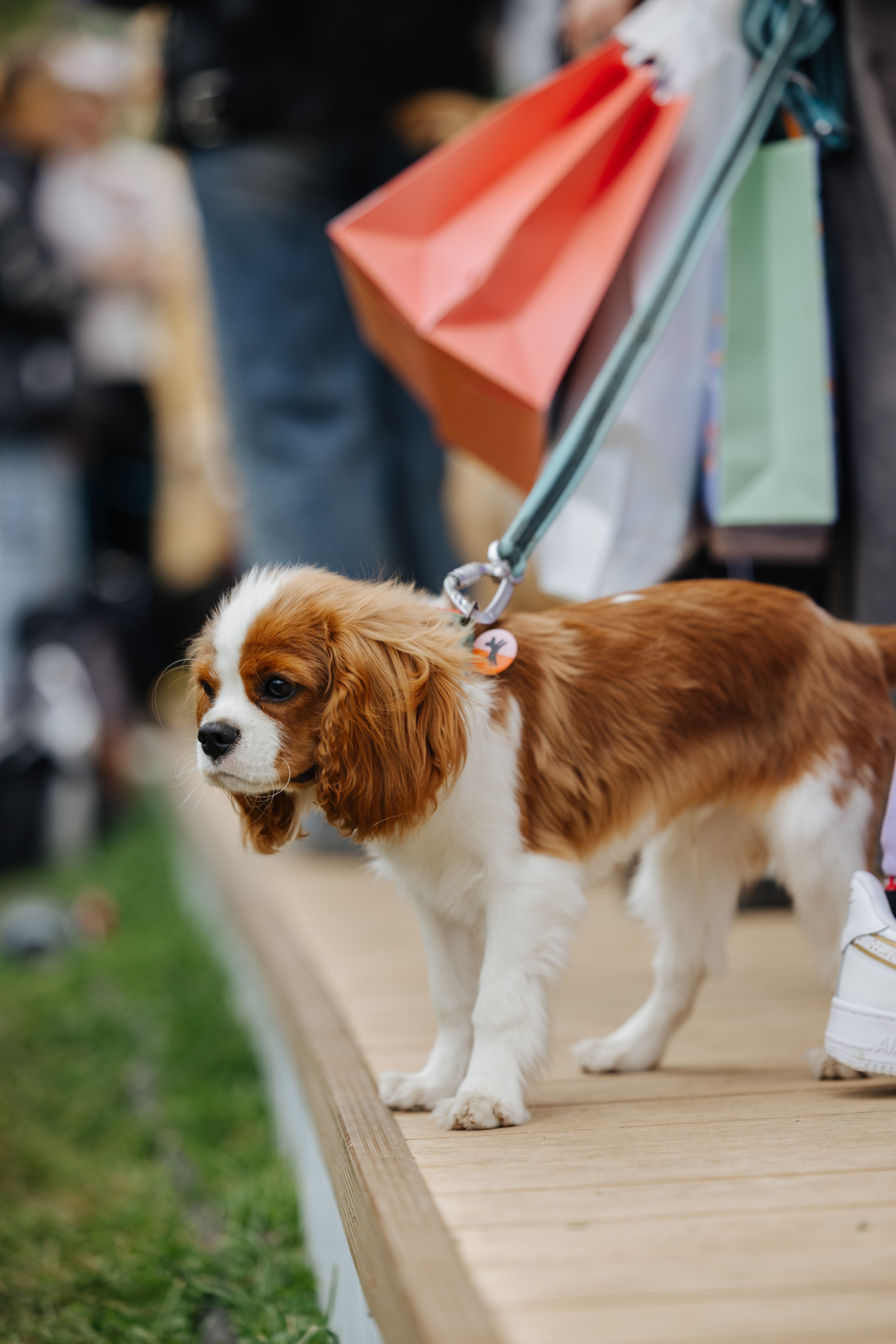 Хвостатый репортаж. Аксана Лисовская фотограф в Москве. Фотографии с характером
