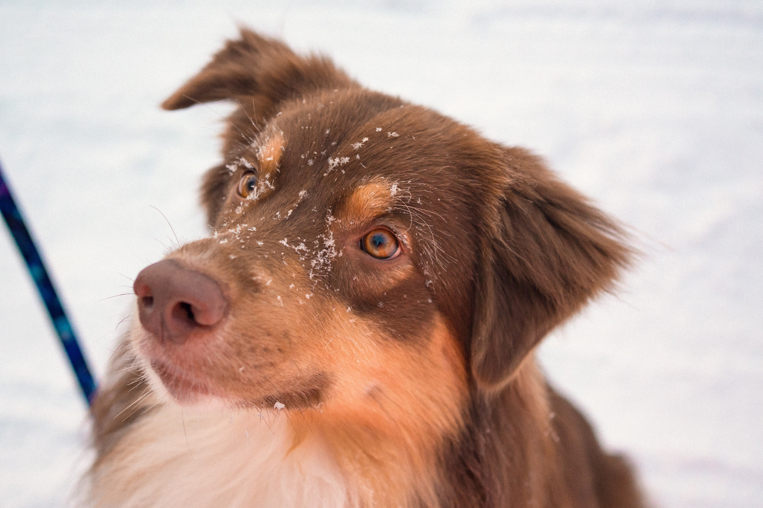 Айла и Харли. Фотограф-анималист Анастасия Большакова