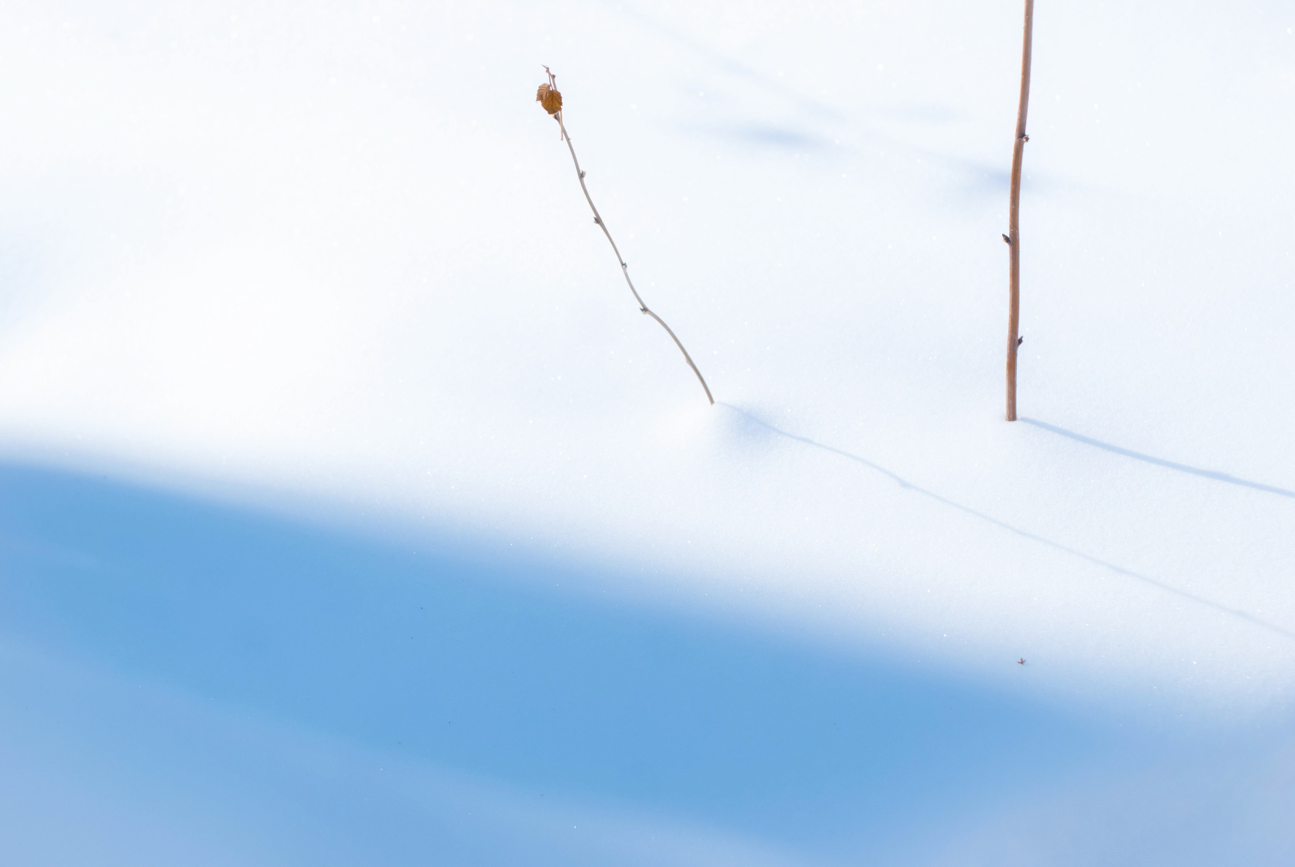 Этот прекрасный мир