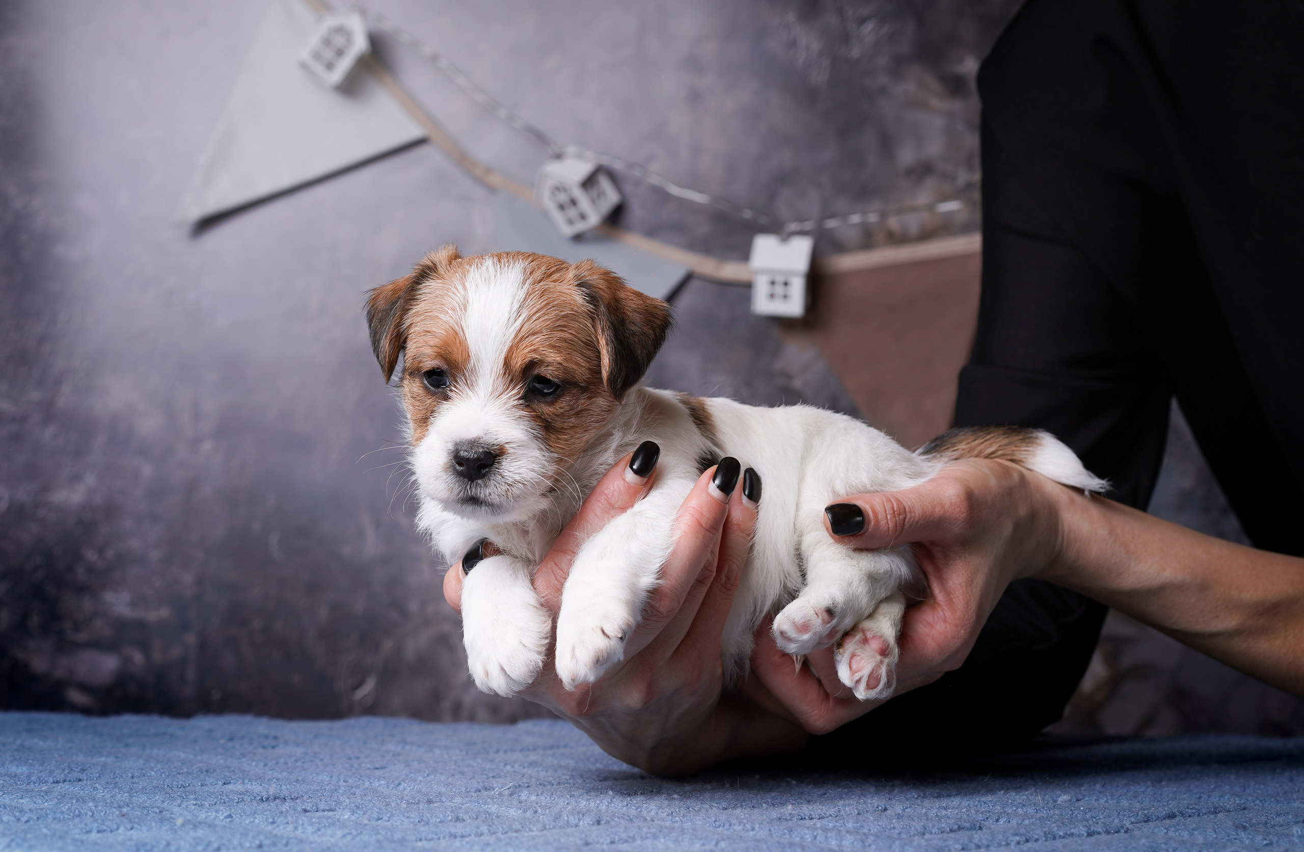 Щенули джек-рассела. Фотограф-анималист в Санкт-Петербурге Яна Мартынова