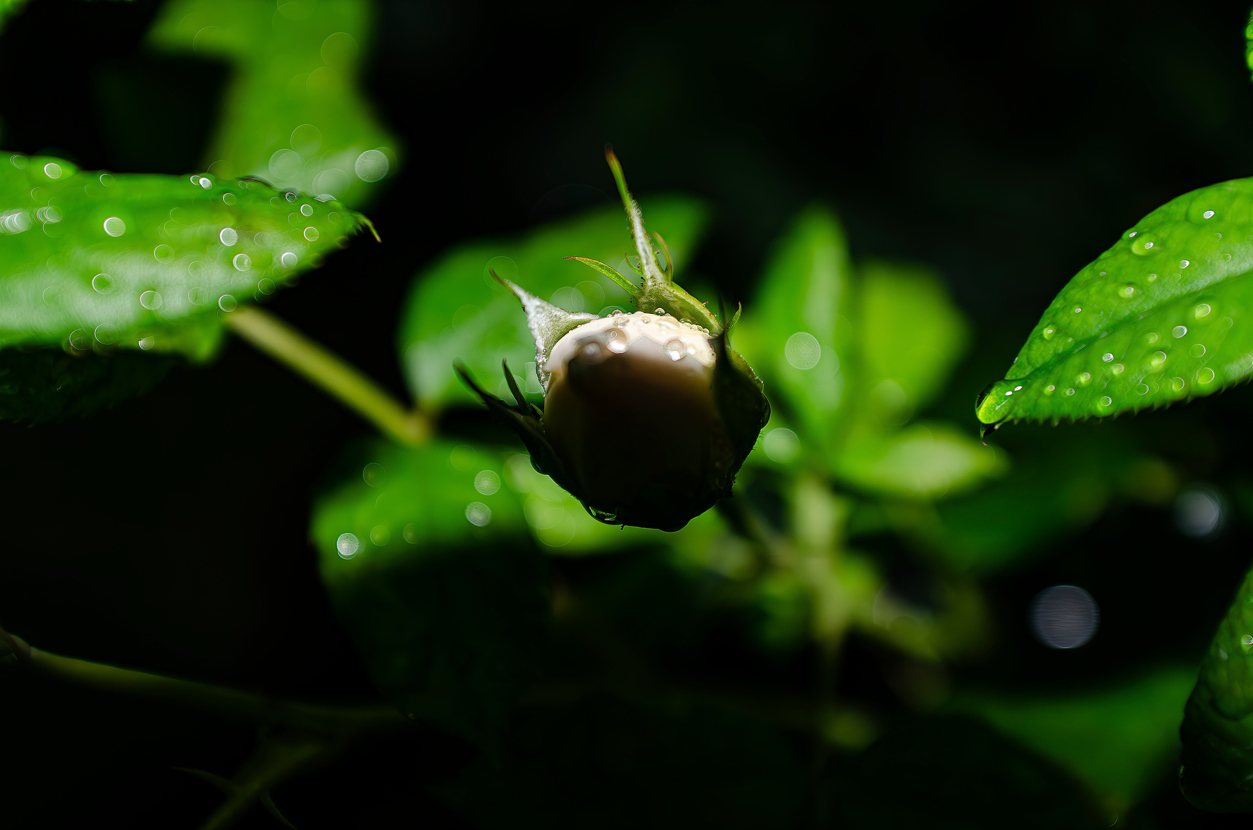 Дары Природы. Sreda fotoArt
