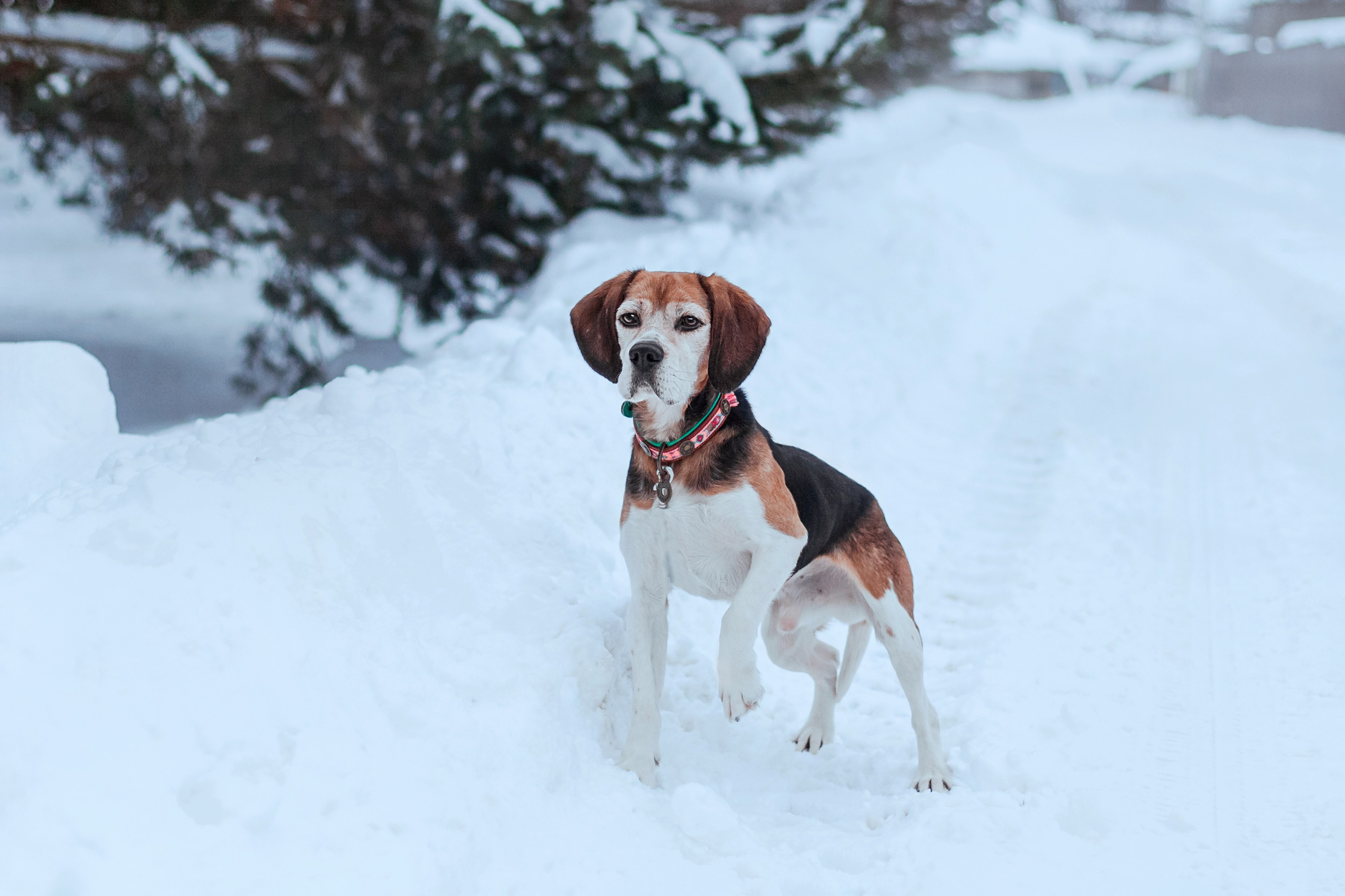 Дом для Биглей 2023. Фотограф-анималист Татьяна Степанова
