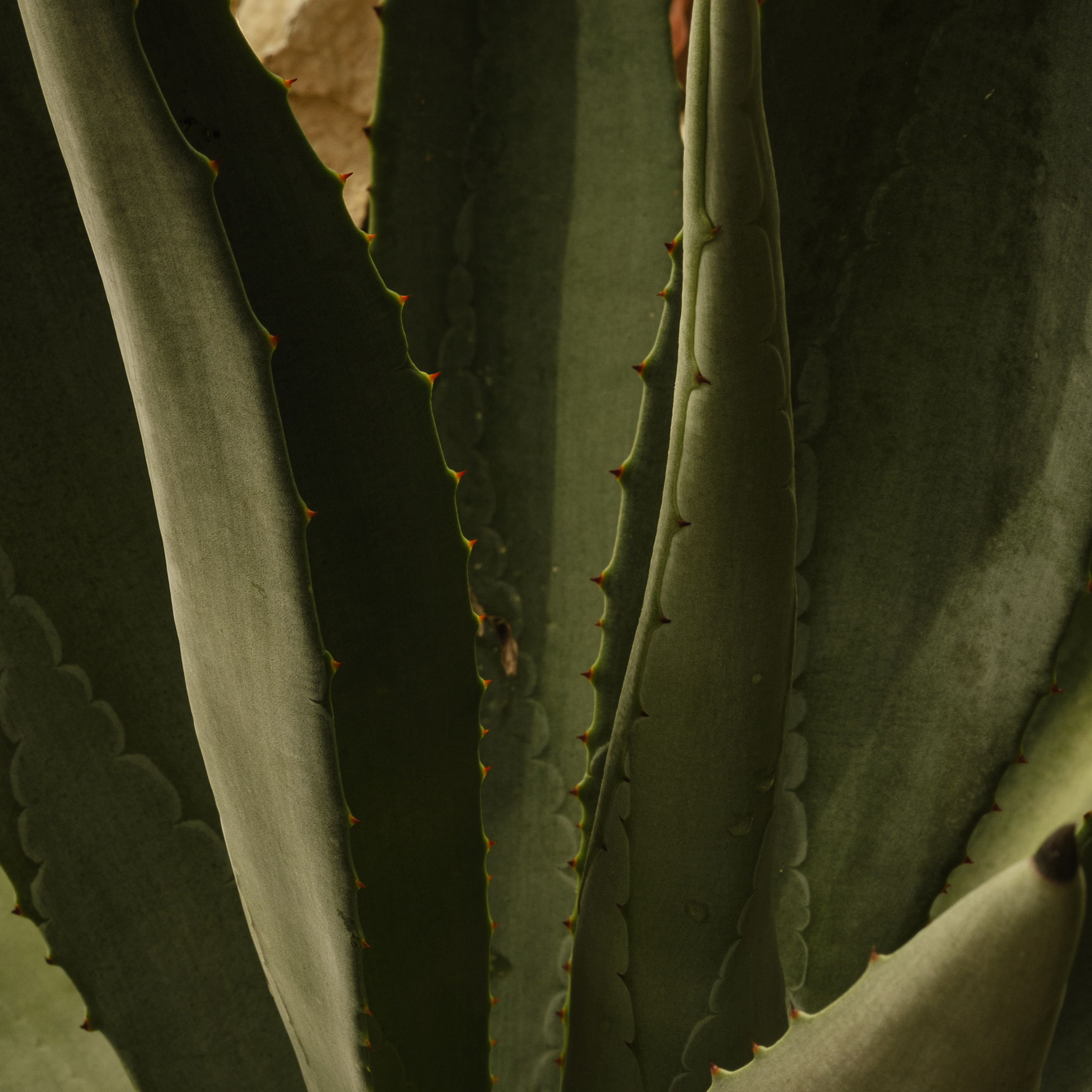 Momotus Azul. Margarita Rodionova — a contemporary lens-based artist currently working in Cancun, Mexico