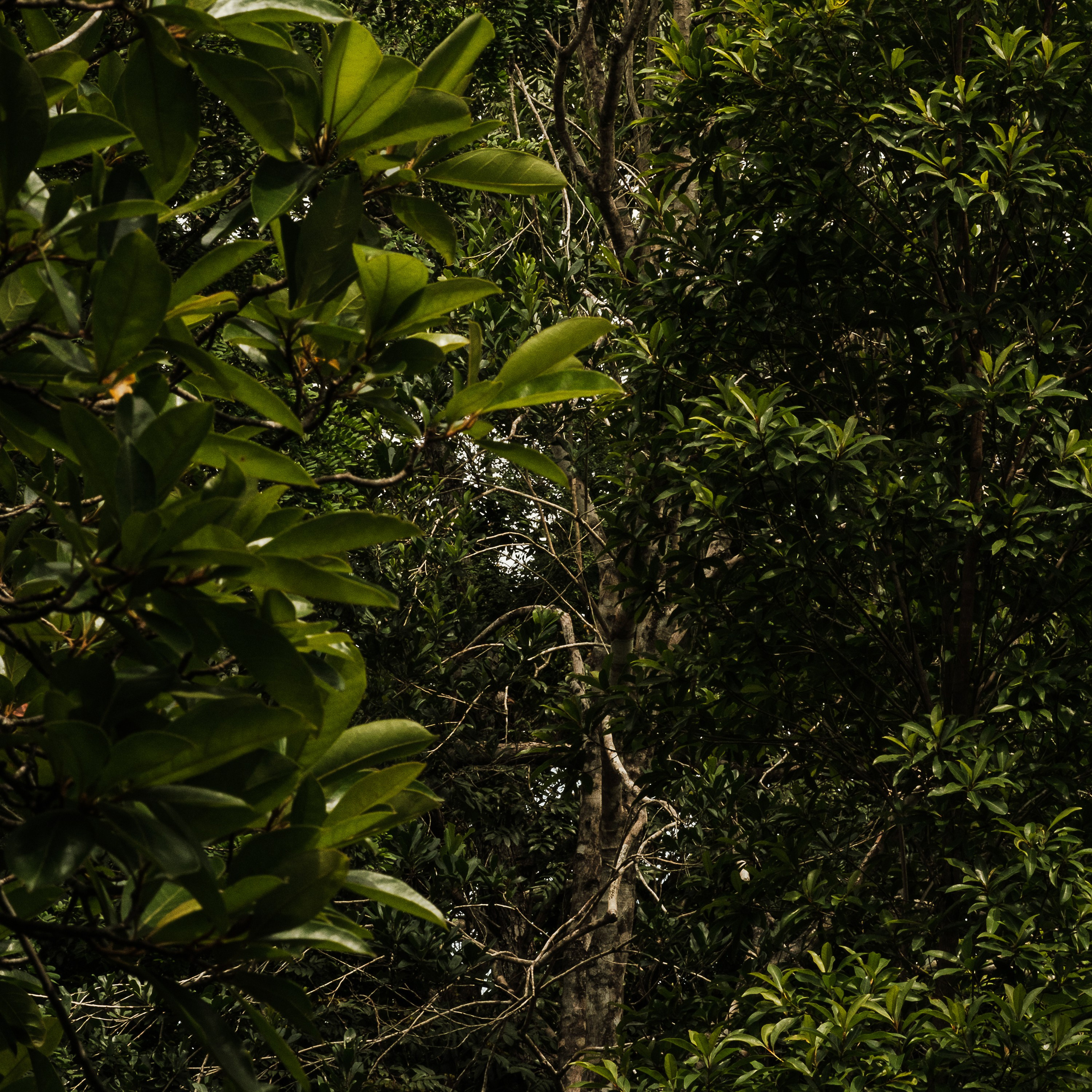 Momotus Azul. Margarita Rodionova — a contemporary lens-based artist currently working in Cancun, Mexico