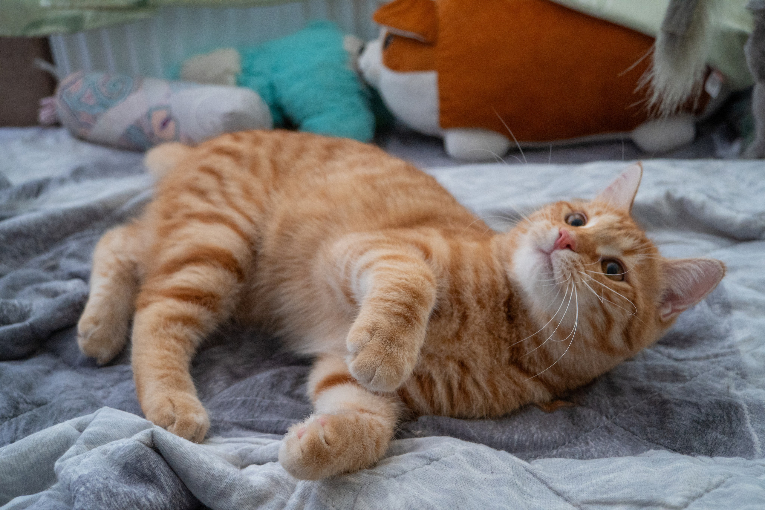 Приют для животных «Пушистые друзья». Видеограф, фотограф в Санкт-Петербурге Элеонора Петрова