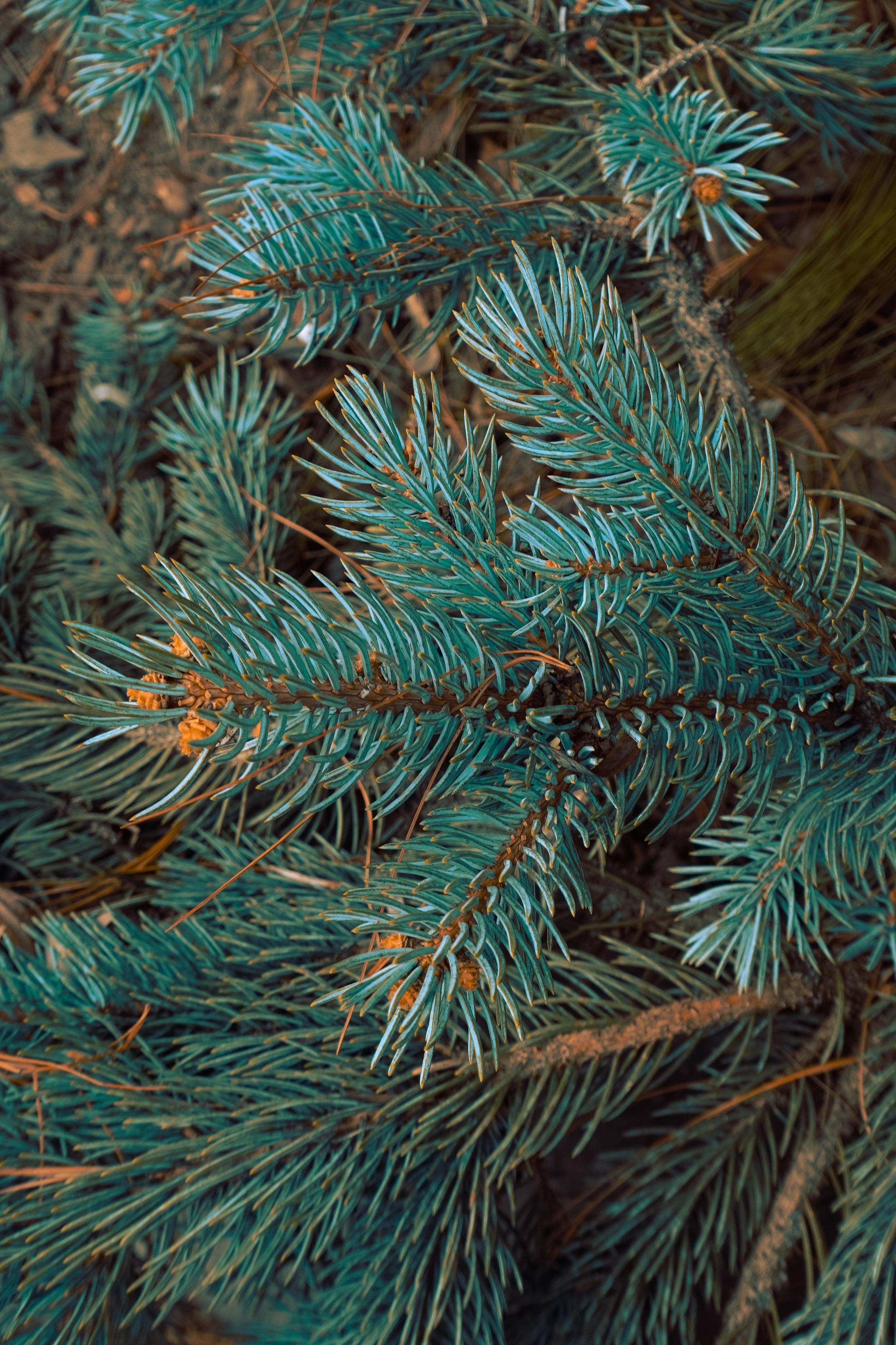 Ботанический сад. Фотограф Алиса Аспер