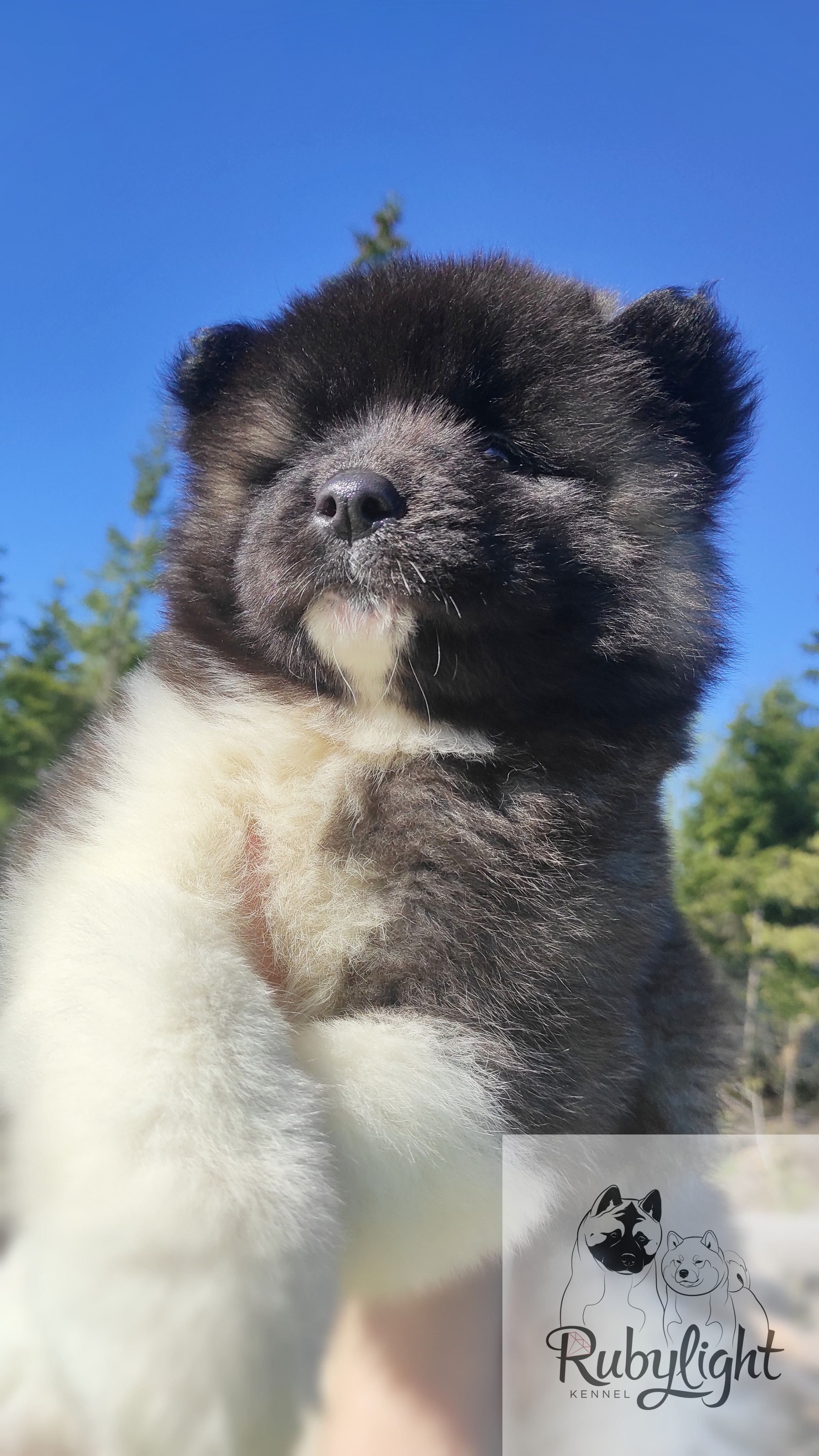 RUBYLIGHT Penelopa Помет П Американская Акита. Американская акита I Сиба ину I Питомник RUBYLIGHT