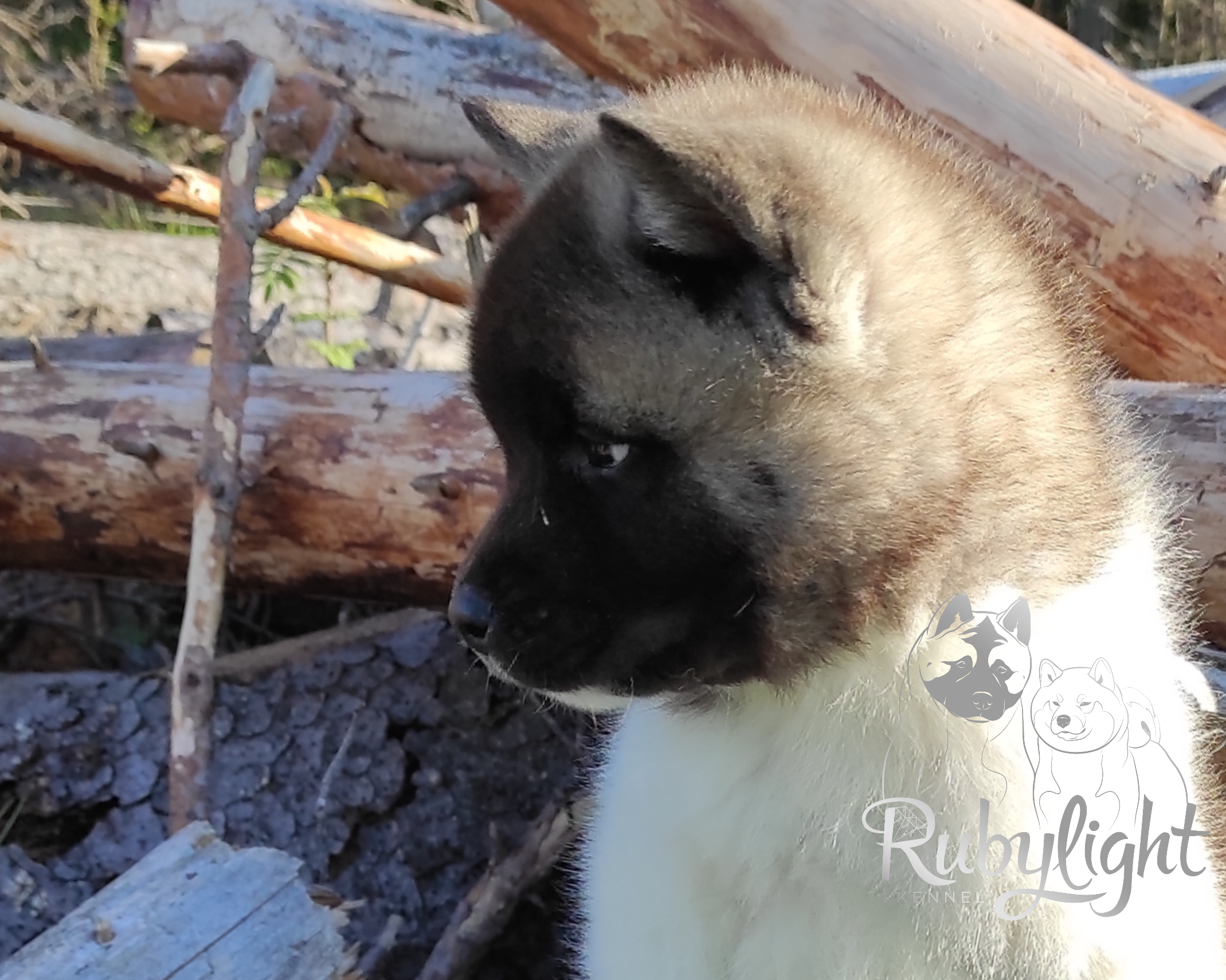 RUBYLIGHT PEGAS. AMERICAN AKITA RUBYLIGHT KENNEL I SHIBA-INU