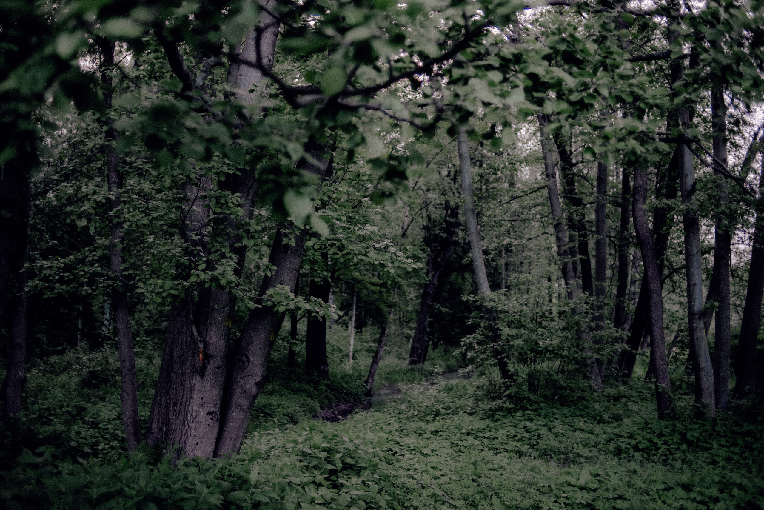 Пейзаж. Фотограф в Санкт-Петербурге. Диана Шкутова