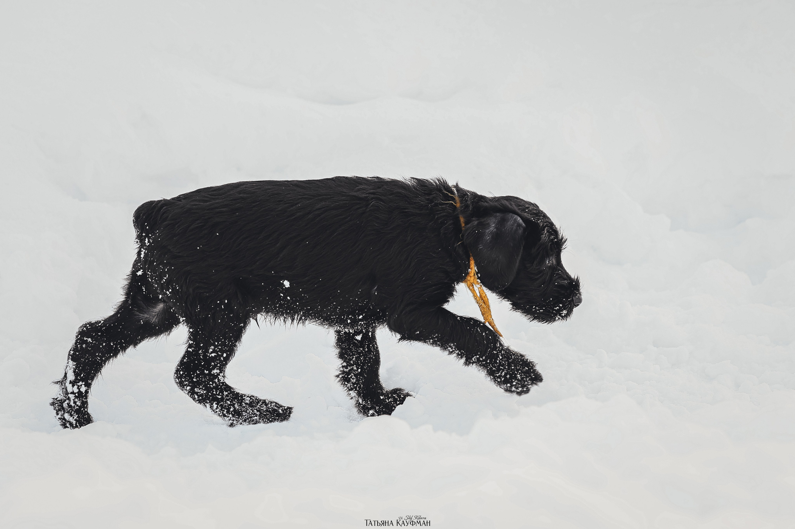 Ризеншнауцер, щенки ризеншнауцера, купить ризеншнауцера, купить щенка, ризеншнауцер Новосибирск, фотосъемка щенков, фотосессия собак, заказать фотосессию, фотографии щенков, сфотографировать щенка, фотограф Анималист, фотограф собак Новосибирск, фотограф анималист Новосибирск
