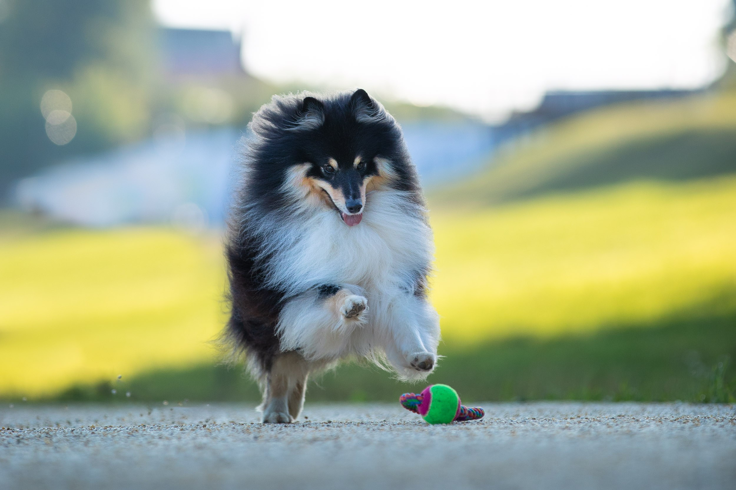 Съемка с шелти на рассвете на песчаном карьере. Фотограф-анималист в Москве и Московской области Татьяна Фролова