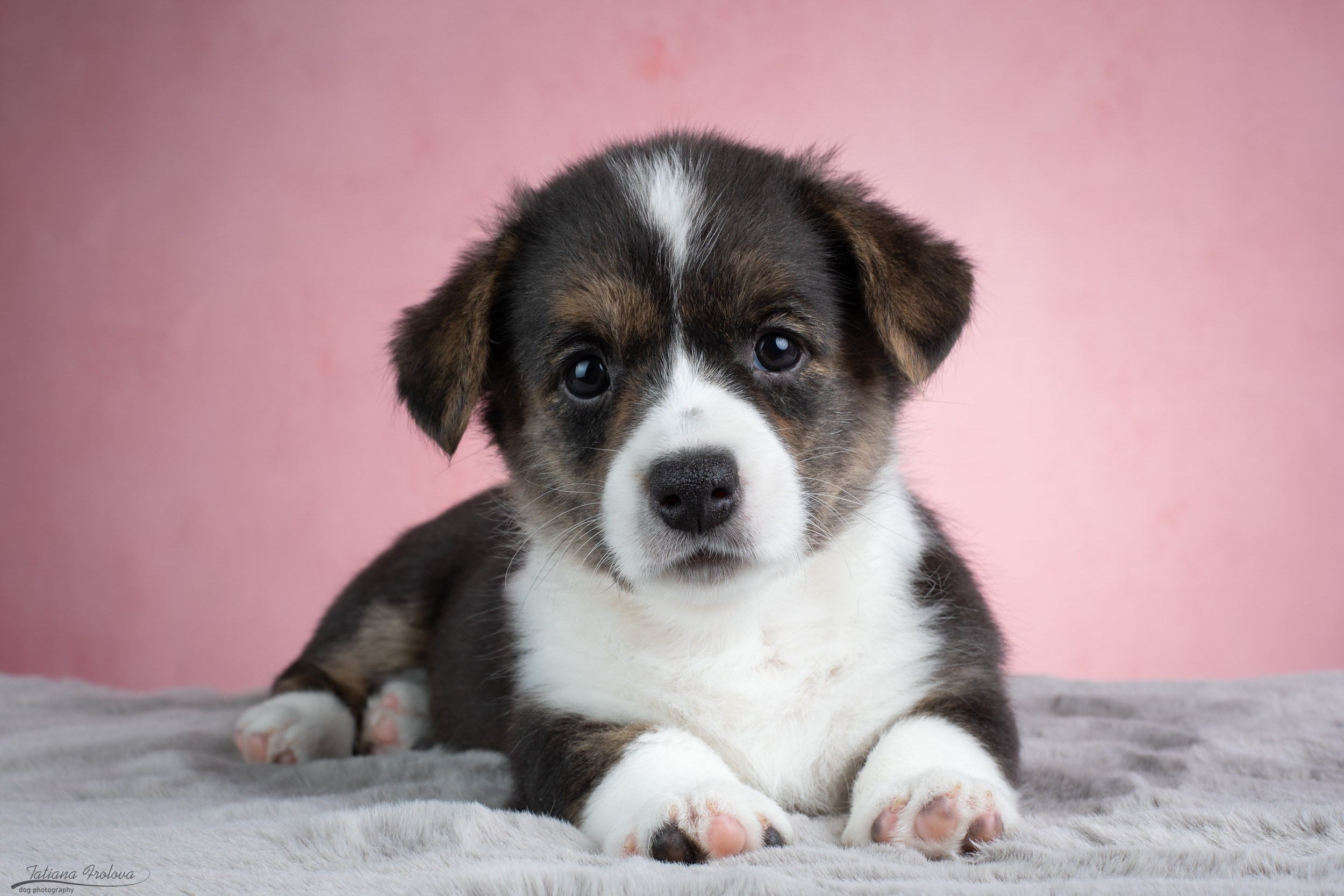 Съемка щенков на розовом фоне. Фотограф-анималист в Москве и Московской области Татьяна Фролова