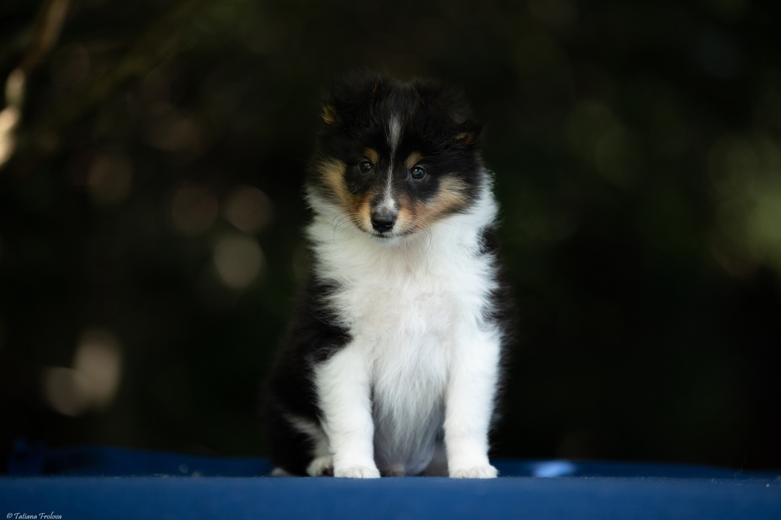 Фото помета щенков для продажи. Фотограф-анималист в Москве и Московской области Татьяна Фролова