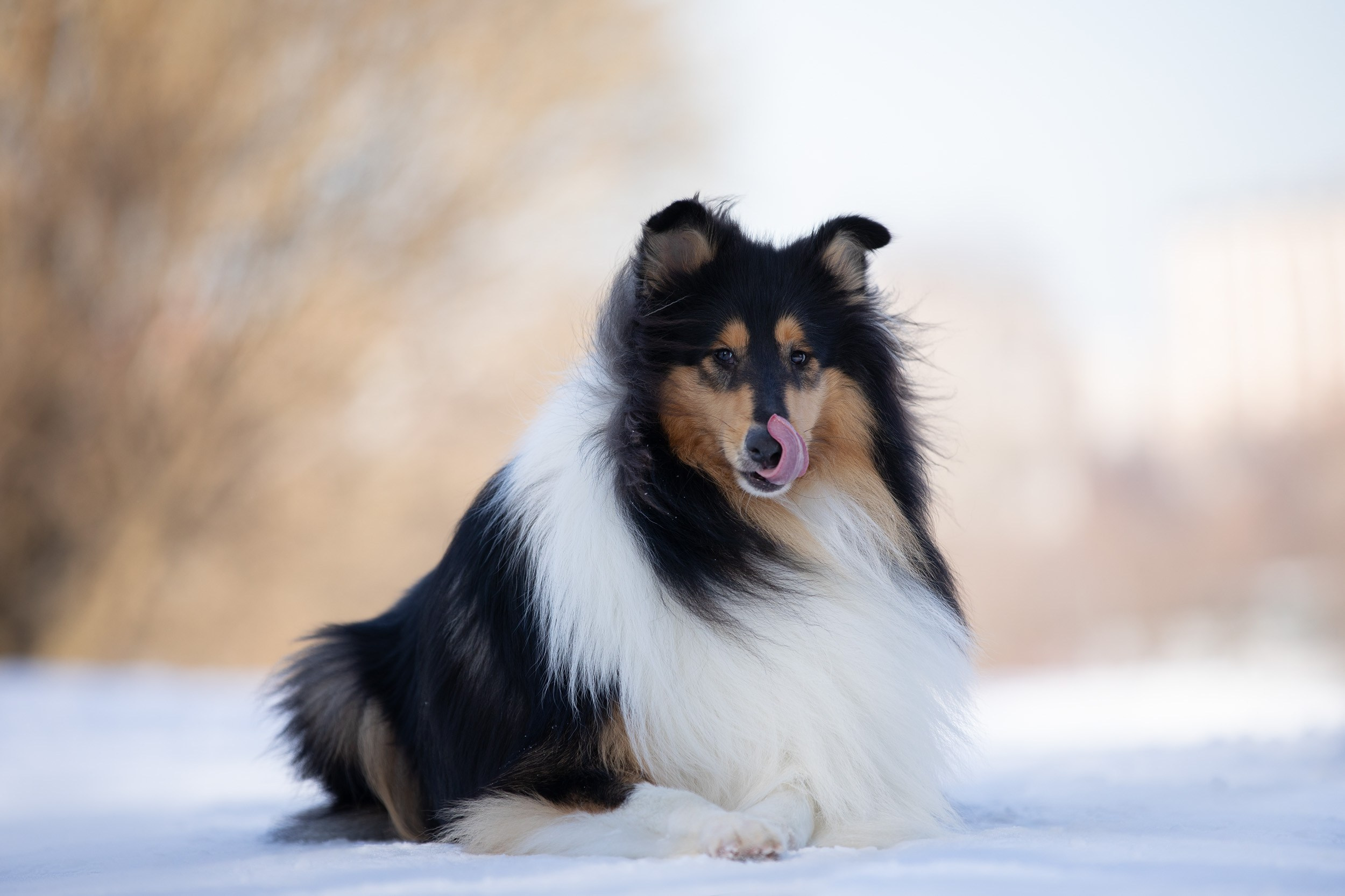 Фотопрогулка с собаками в Царицыно. Фотограф-анималист в Москве и Московской области Татьяна Фролова