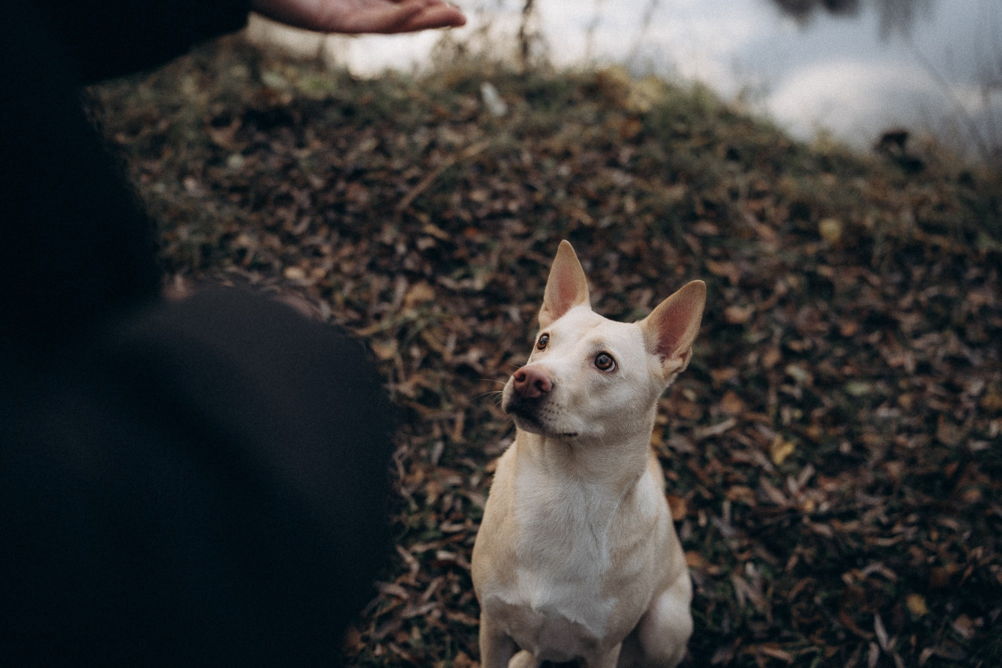Туся. Фотограф анималист в Москве и Санкт-Петербурге Свиридова Анна