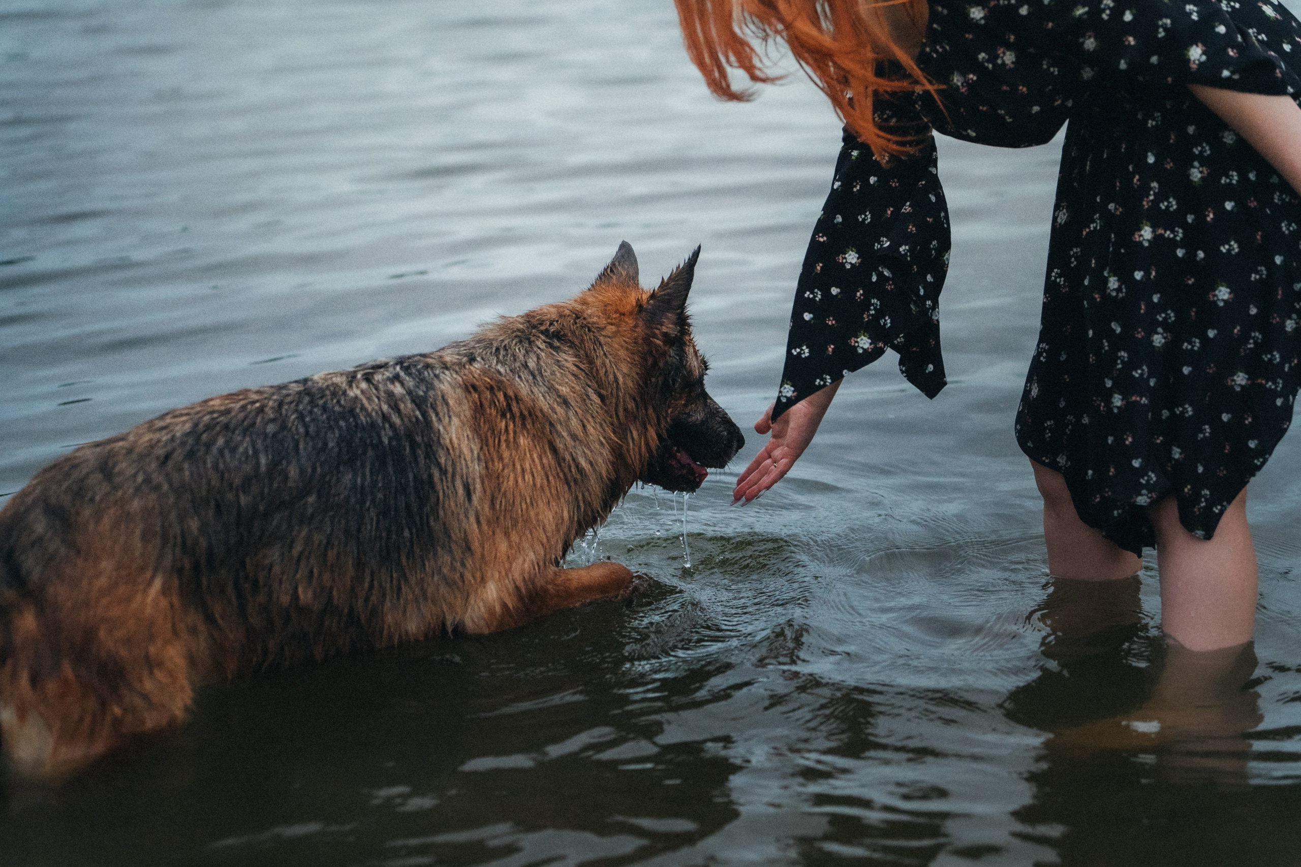 Вика и Фрея. Фотограф анималист в Москве и Санкт-Петербурге Свиридова Анна