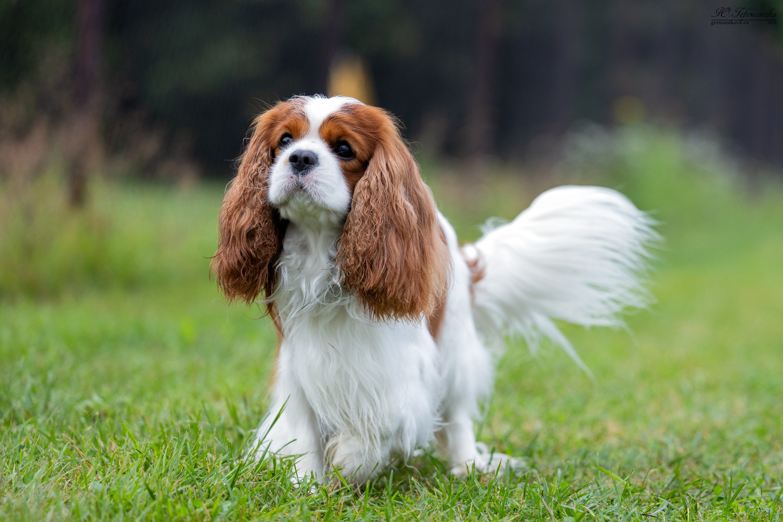 Ярославль 21.07.24 и Балашиха 13.07.24. Фотограф-анималист Юлия Германика