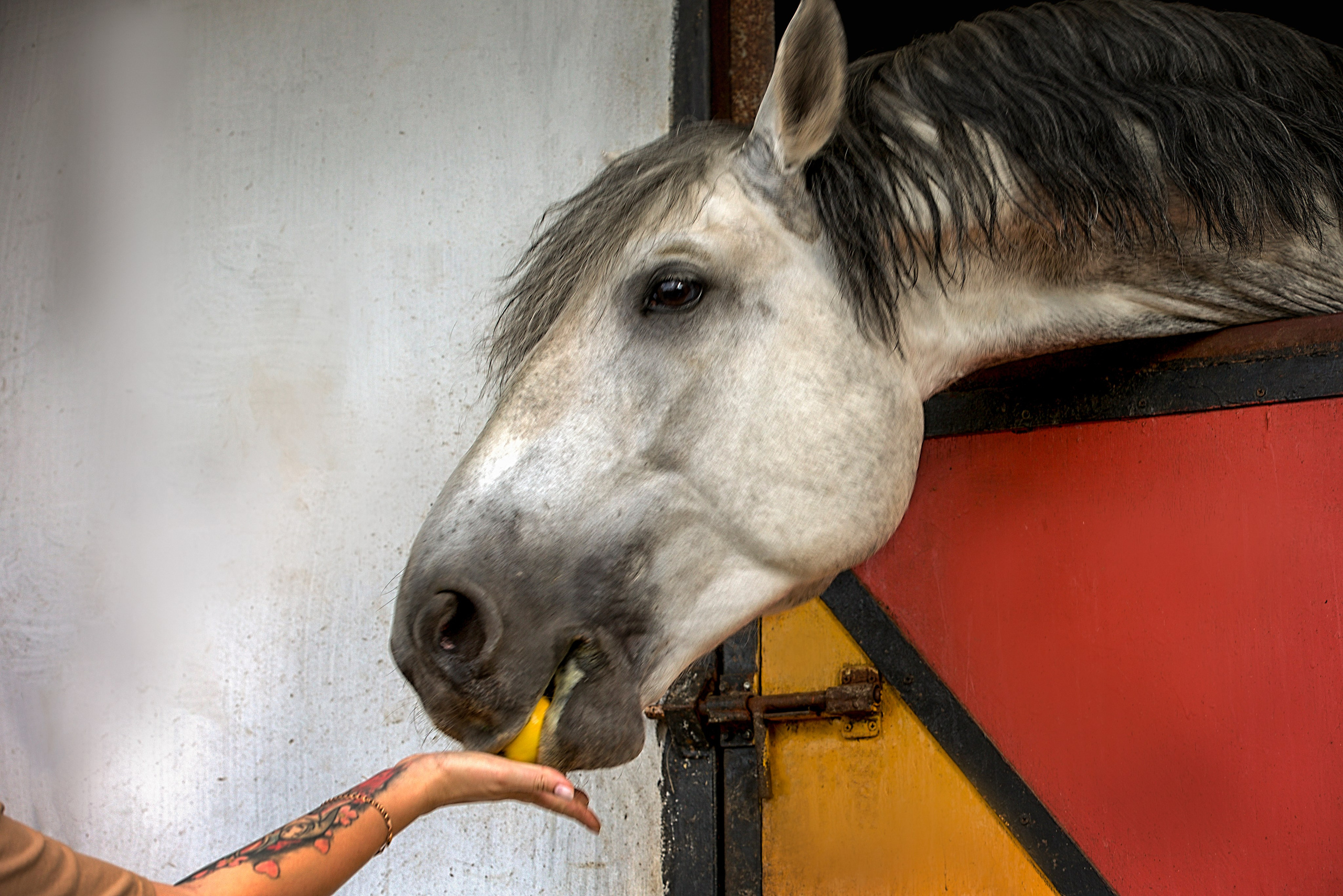 ЛОШАДИ. Фотограф-АниМалист Анна Абрамова