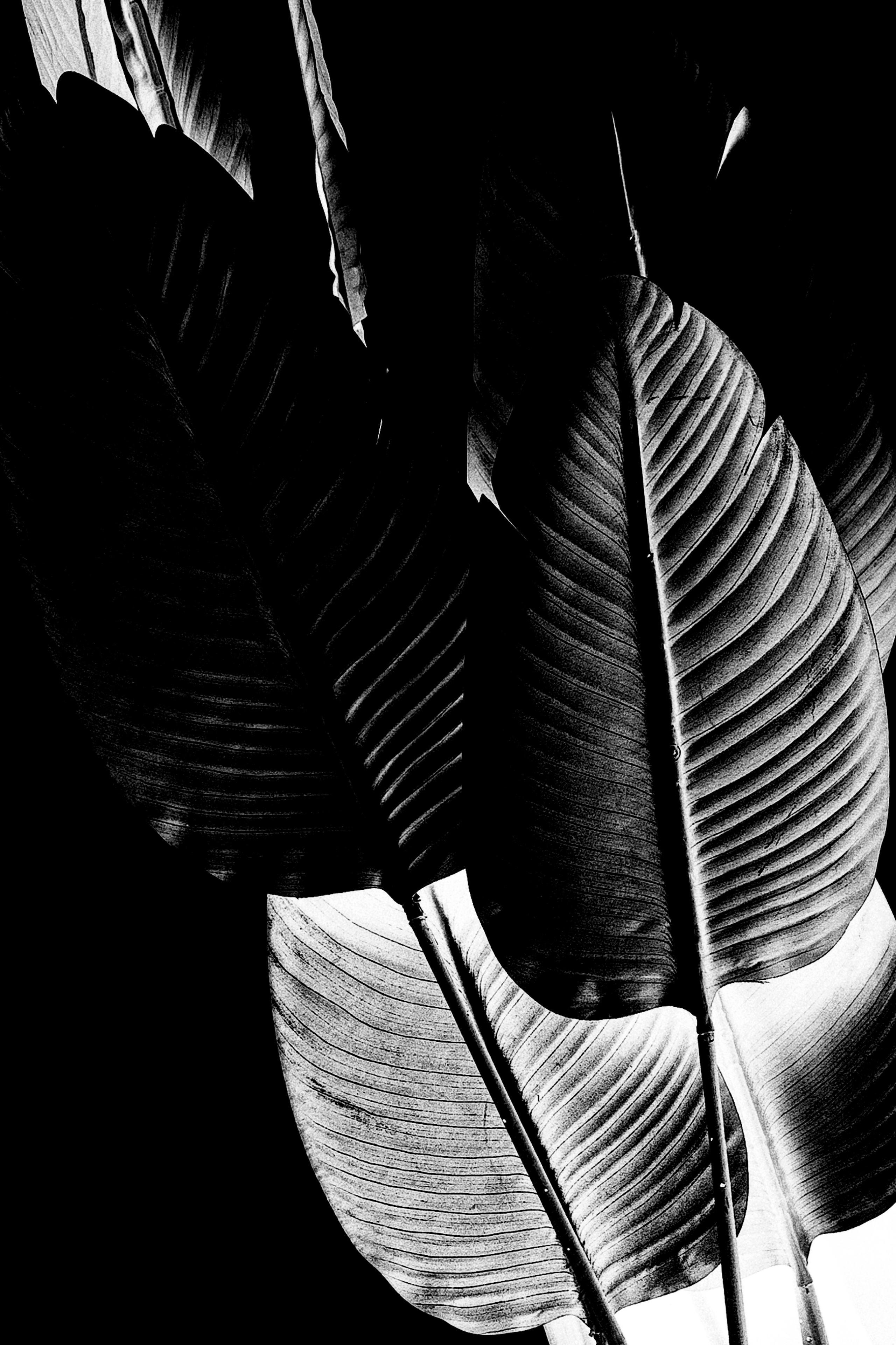 In contrast. Свадебный фотограф Колесников Антон