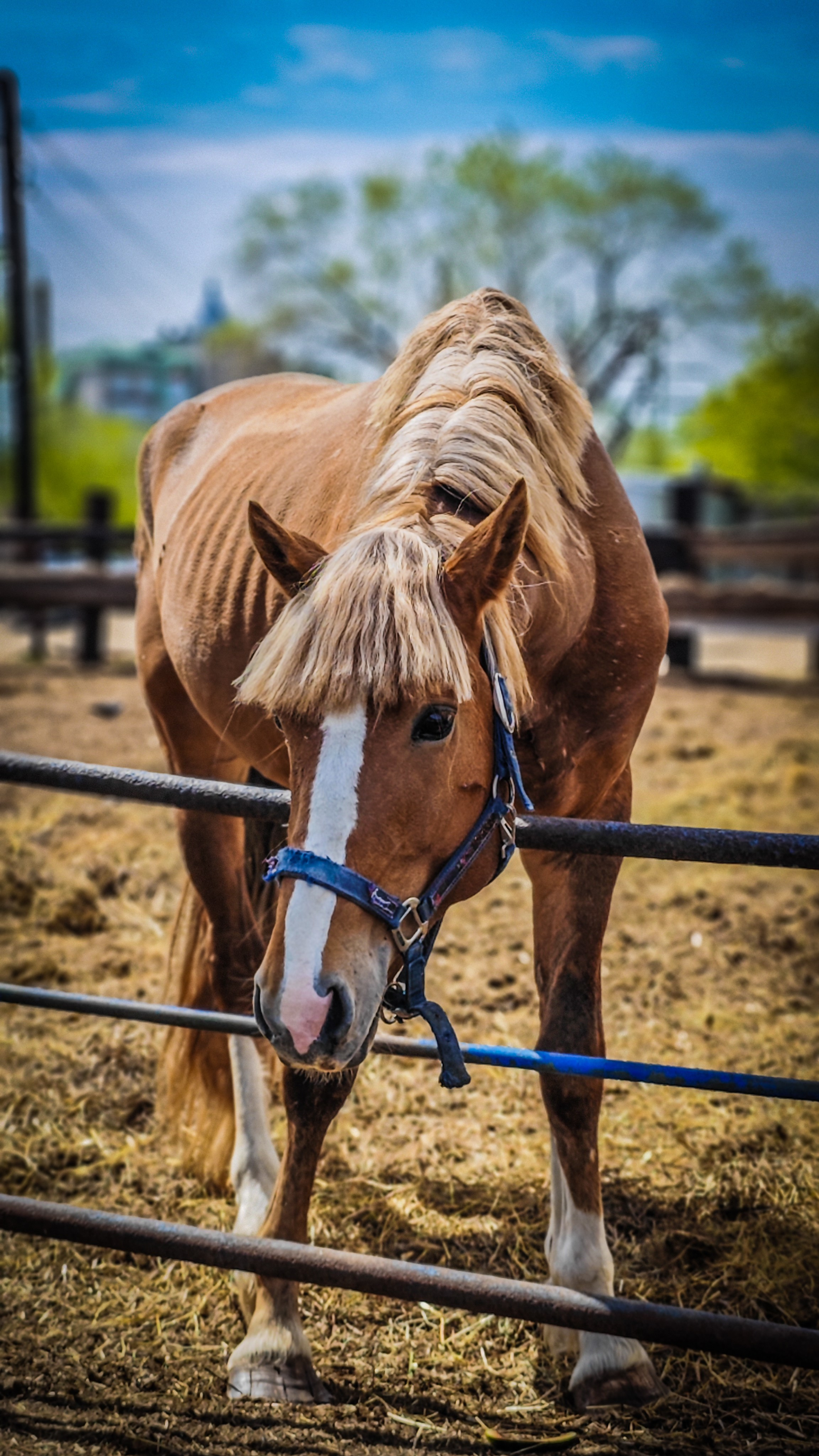 Красноярский ипподром. Открытие сезона 2025. Игорь Урывский. Фотограф Красноярск