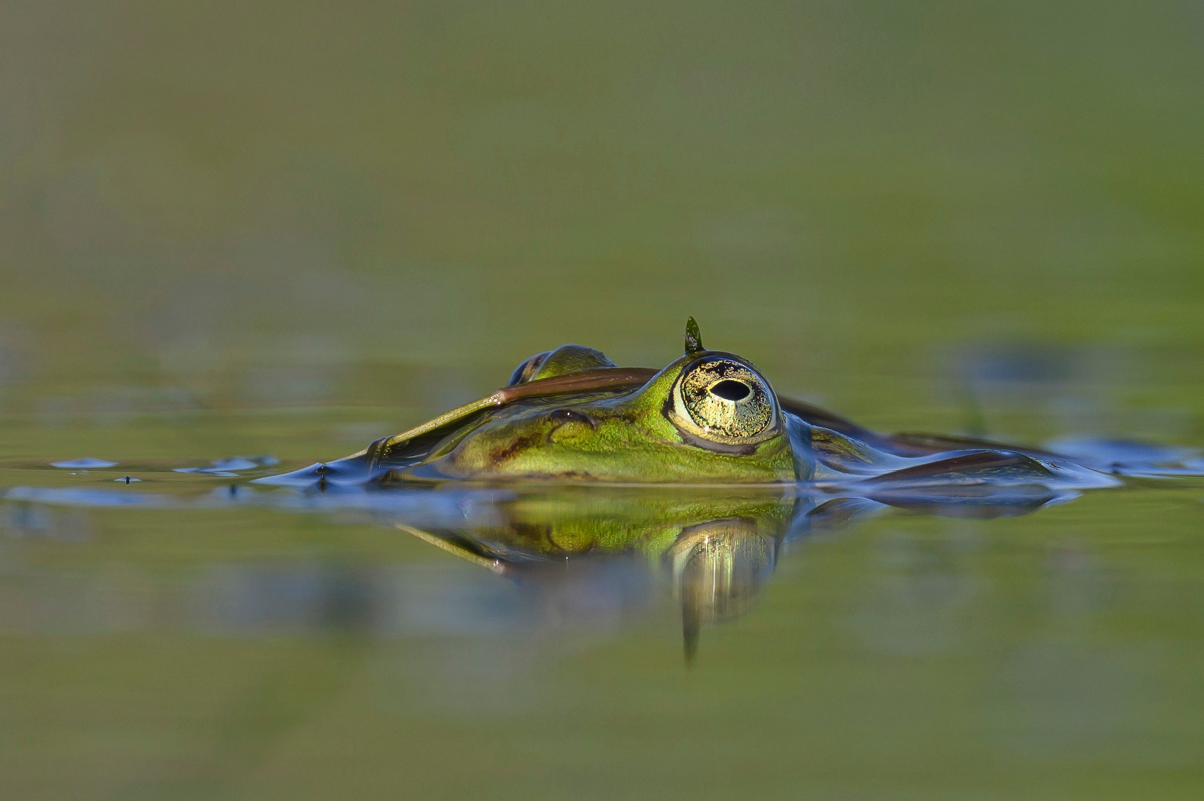 Жабы!. Wildlife photography by Sergey Puponin