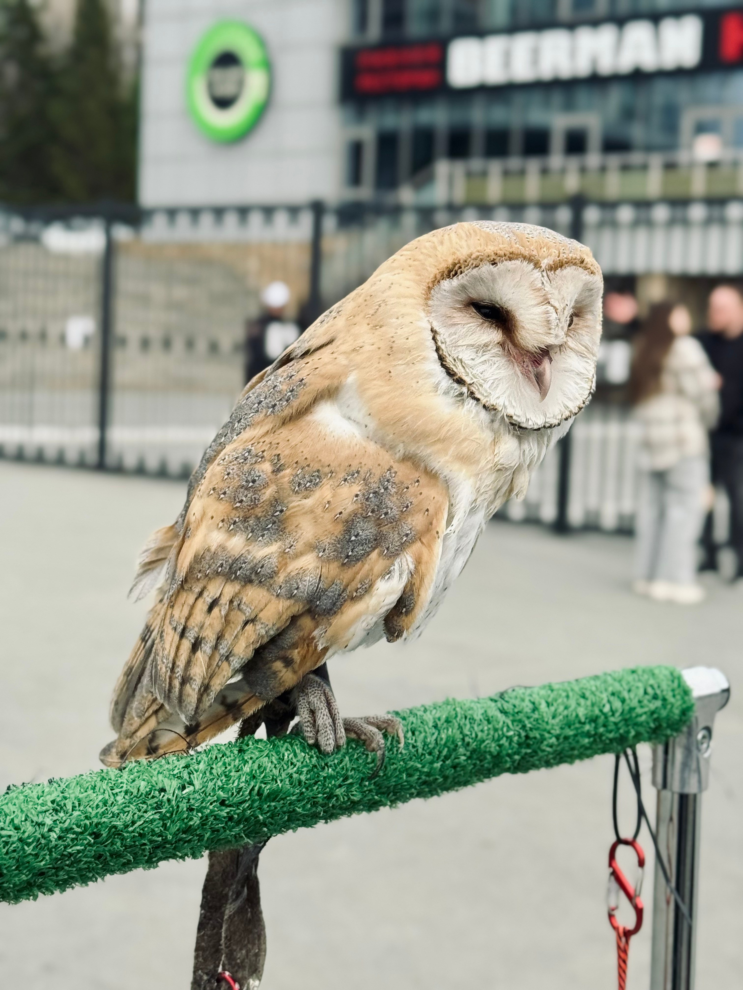 Животные. Фотограф в Новокузнецке