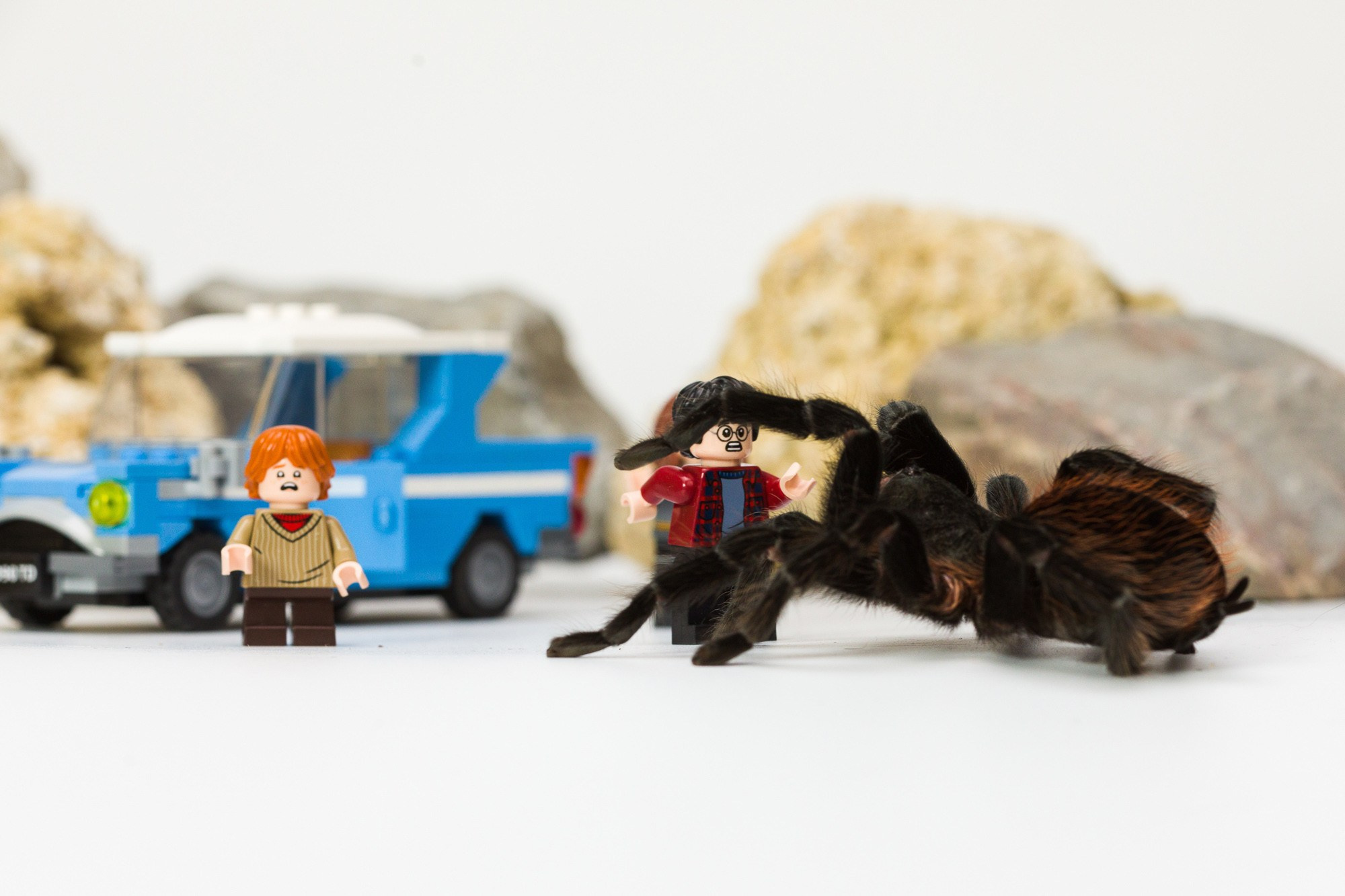 Питомцы. Фотоателье и полиграфия | Красивые фотосессии, сувениры с фото | Ремонт смартфонов, ноутбуков и техники в Коломне Zinovyev Team