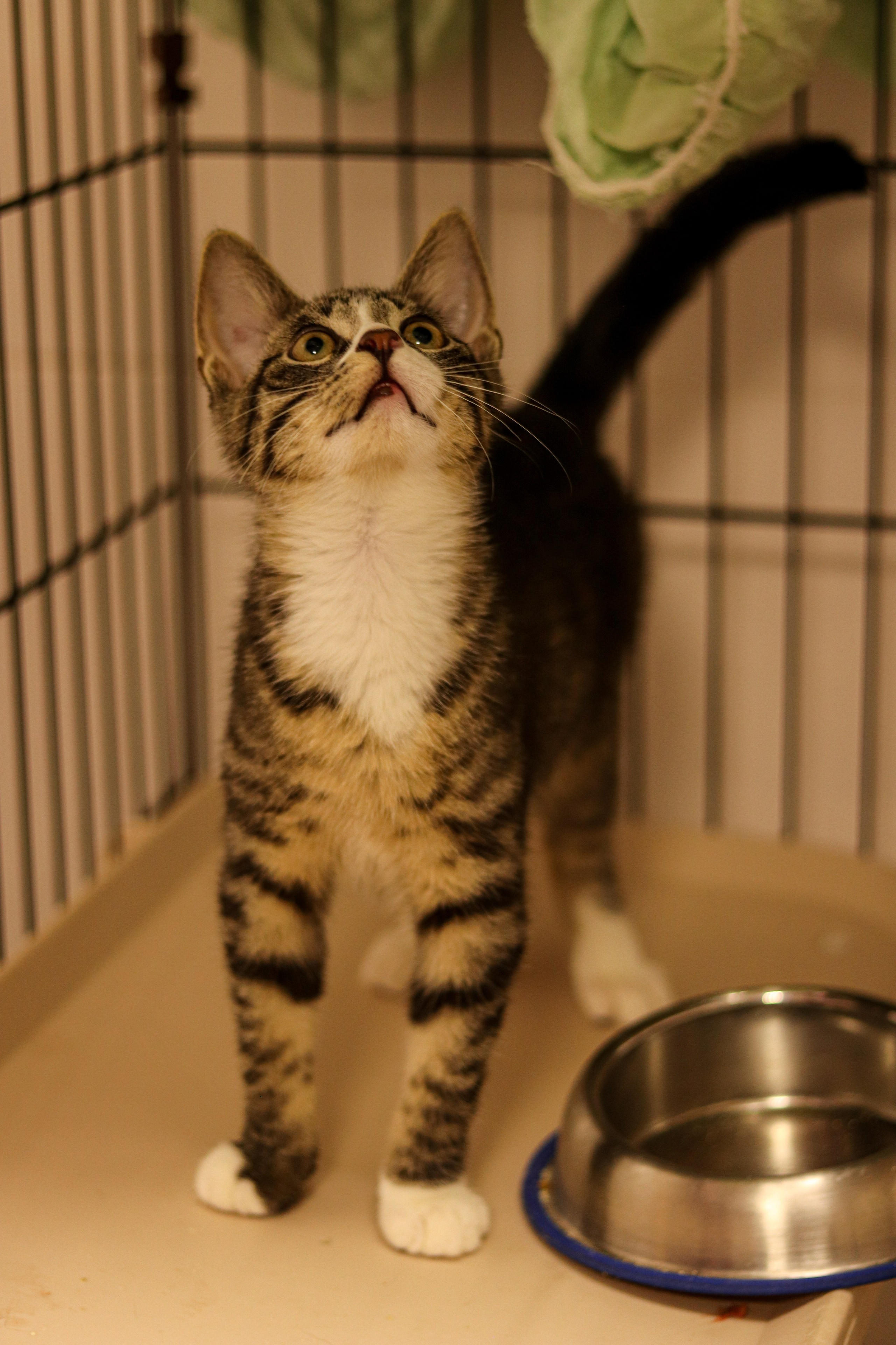 Петербургский дом кота (27 июня 2024). Ивентный фотограф в Санкт-Петербурге Олег Комков