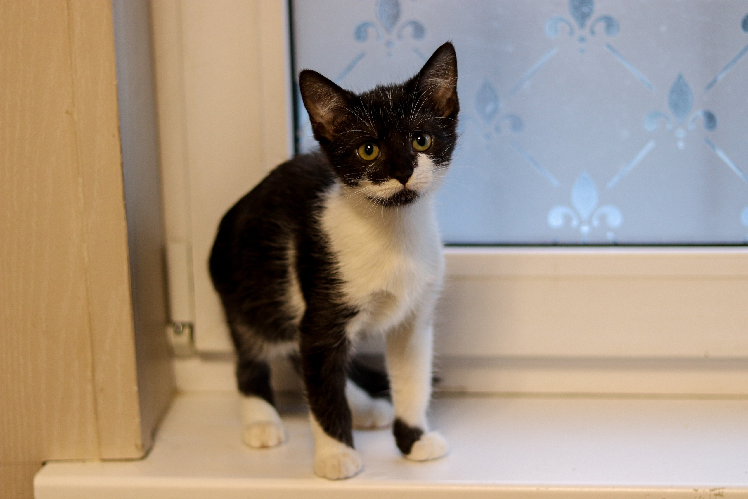 Петербургский дом кота (27 июня 2024). Ивентный фотограф в Санкт-Петербурге Олег Комков