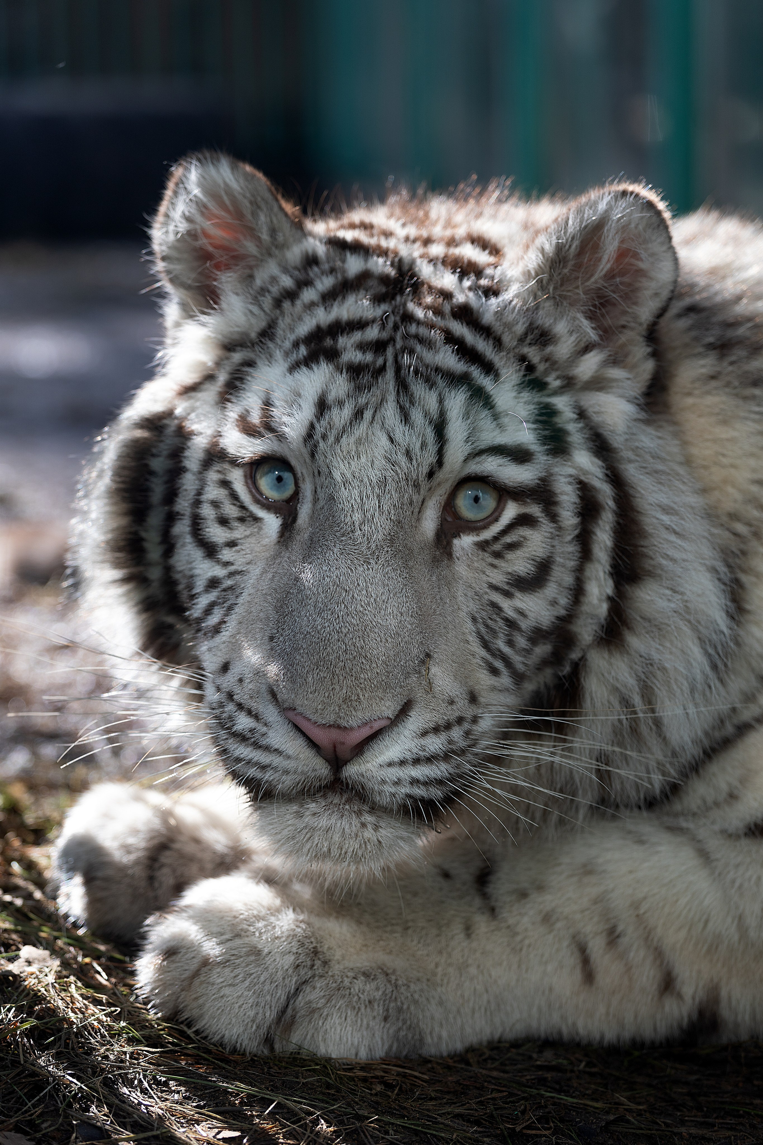 Анималистика