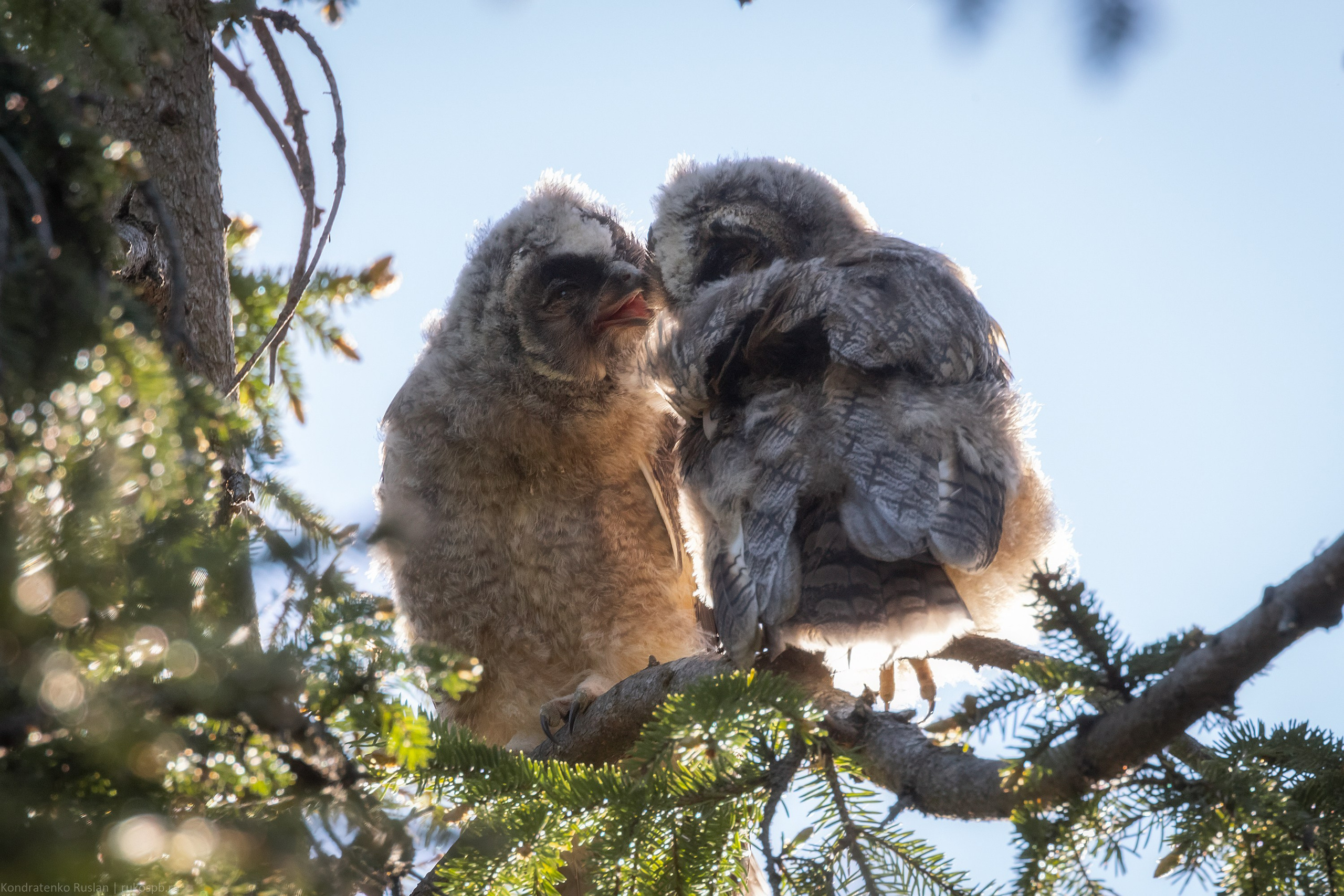 Ушастая сова. Архитектурный и пейзажный фотограф Кондратенко Руслан, Санкт-Петербург
